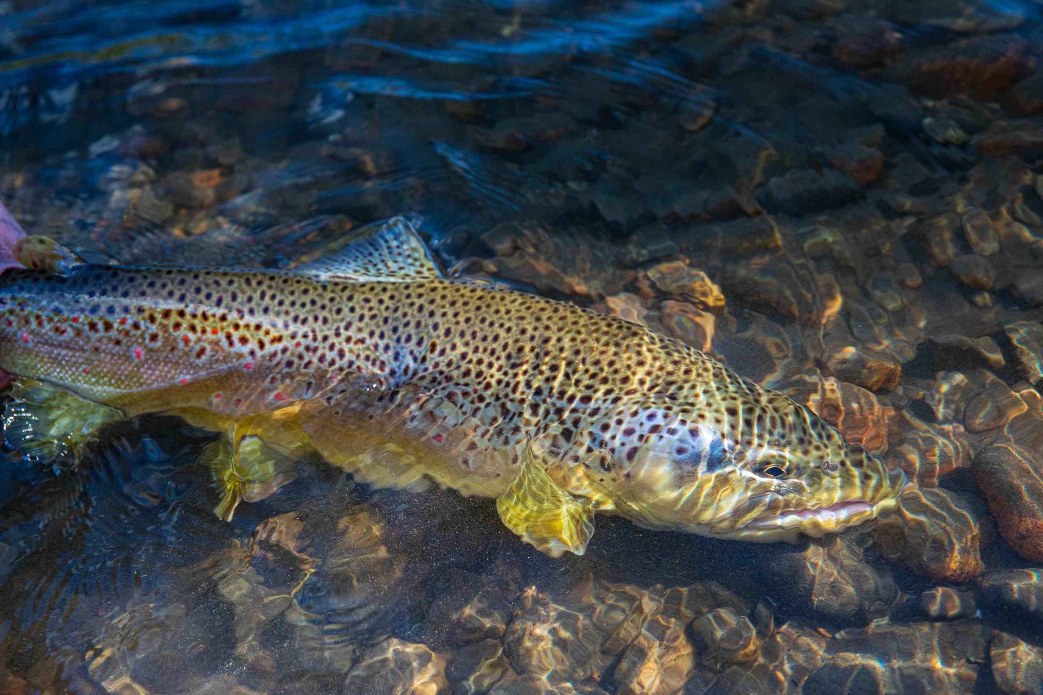 rio blanco chile brown trout