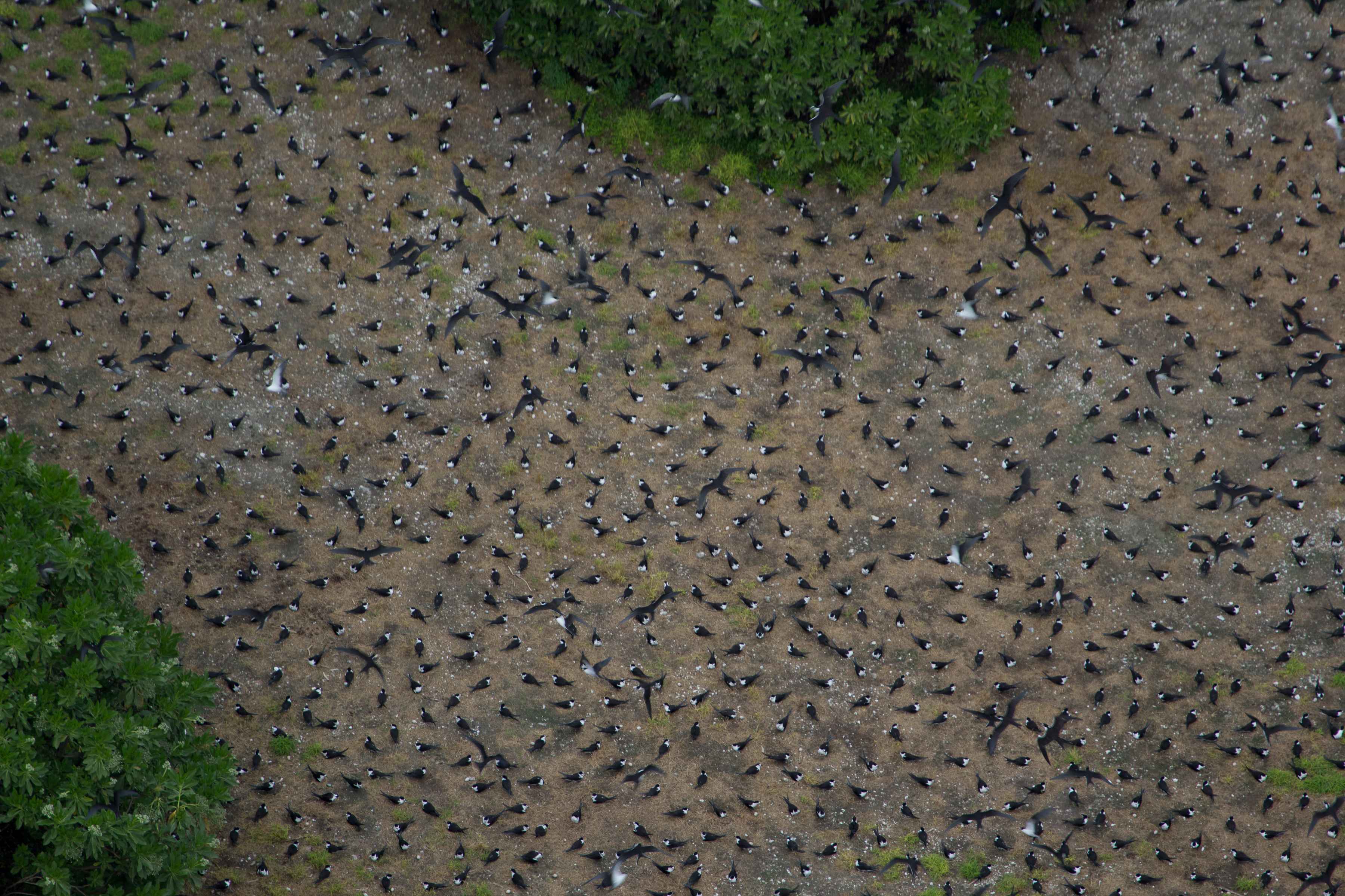 sooty terns palmyra atoll