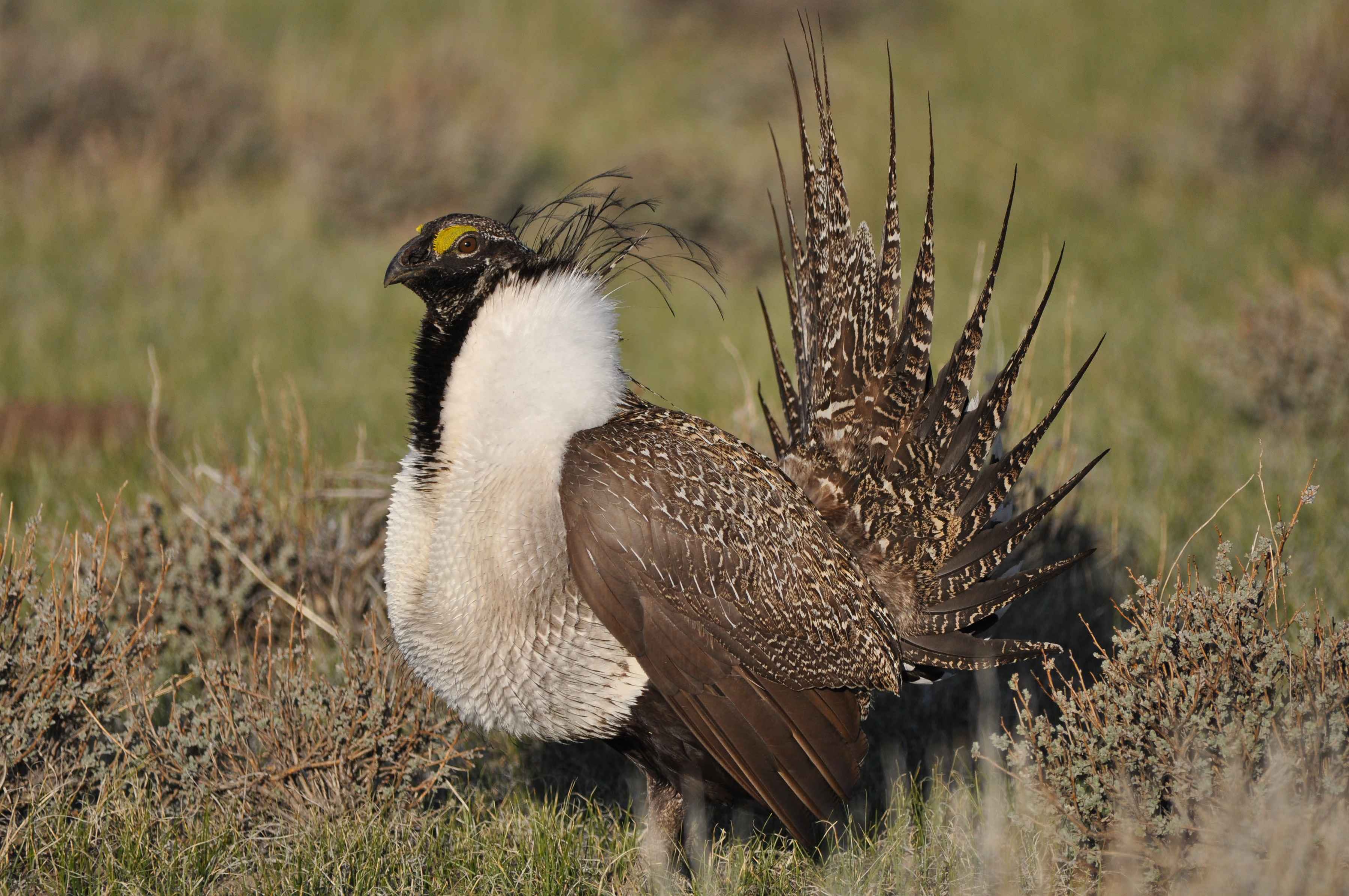 greater Sage Grouse male