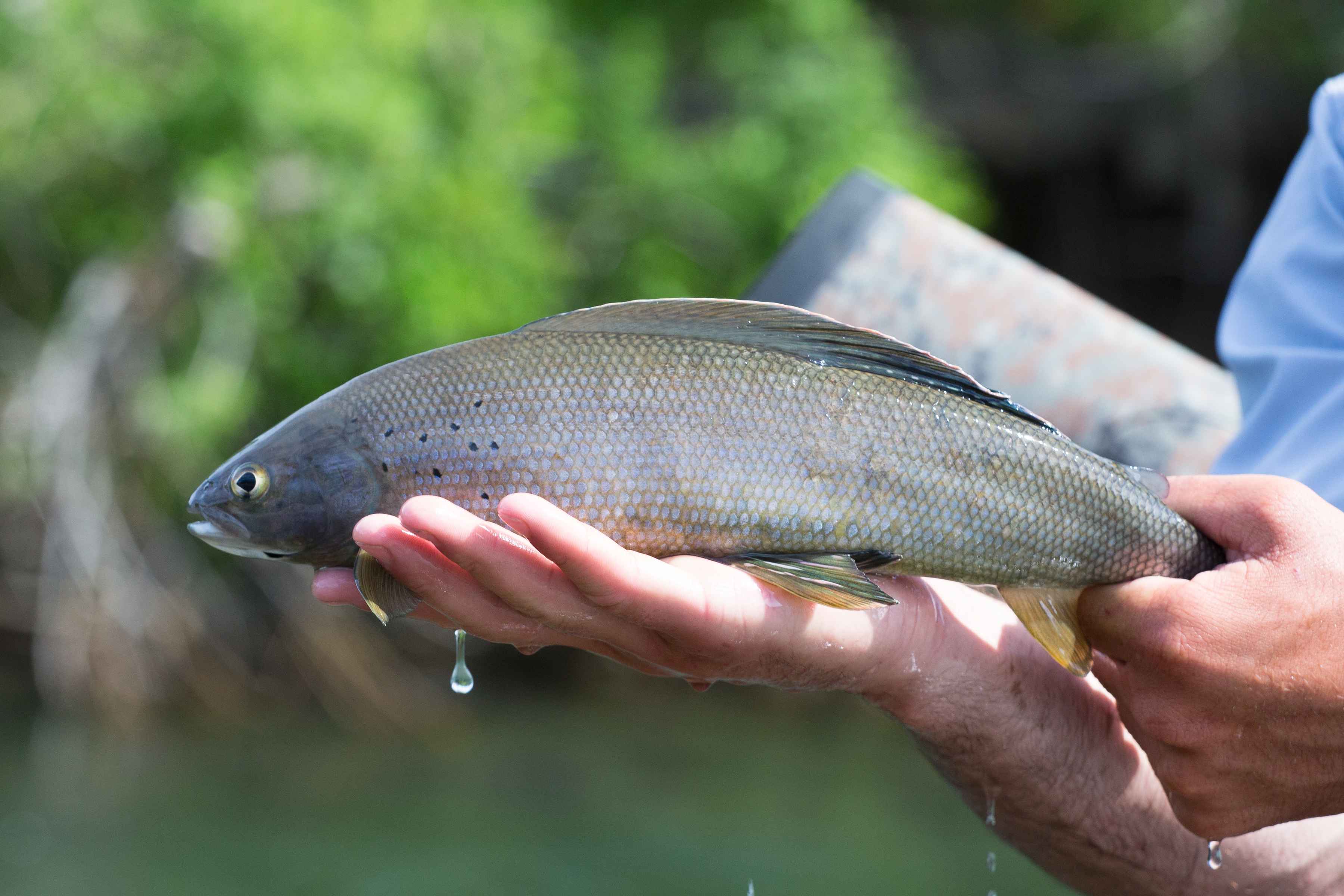 A small grayling plays uncooperative with his fins (photo: Chad Shmukler). Grayling - Wood Tikchik National Park - Alaska