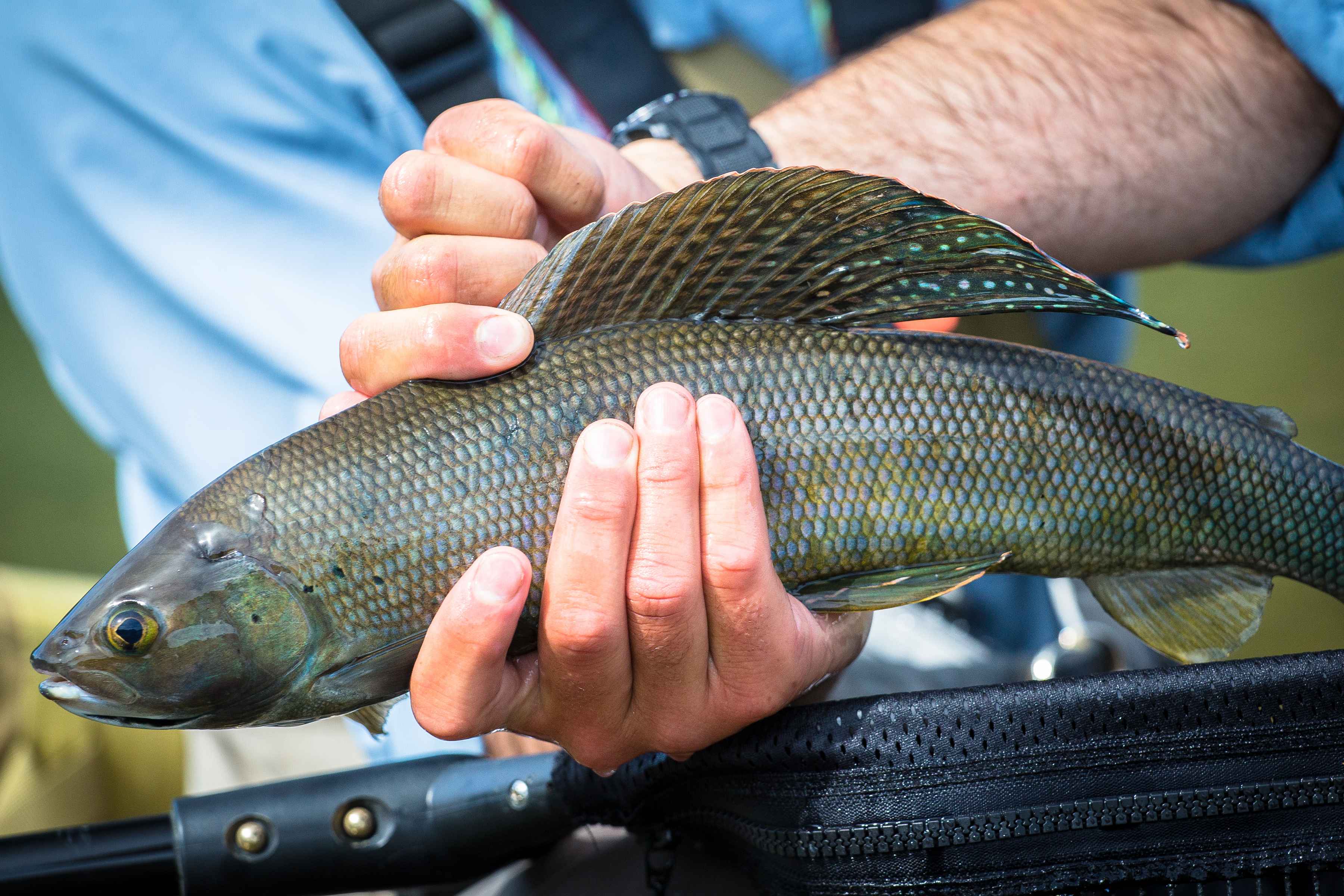 One of the finest grayling of the day, this richly colored specimen pushed over 23" (photo: Chad Shmukler). Grayling - Wood Tikchik National Park - Alaska