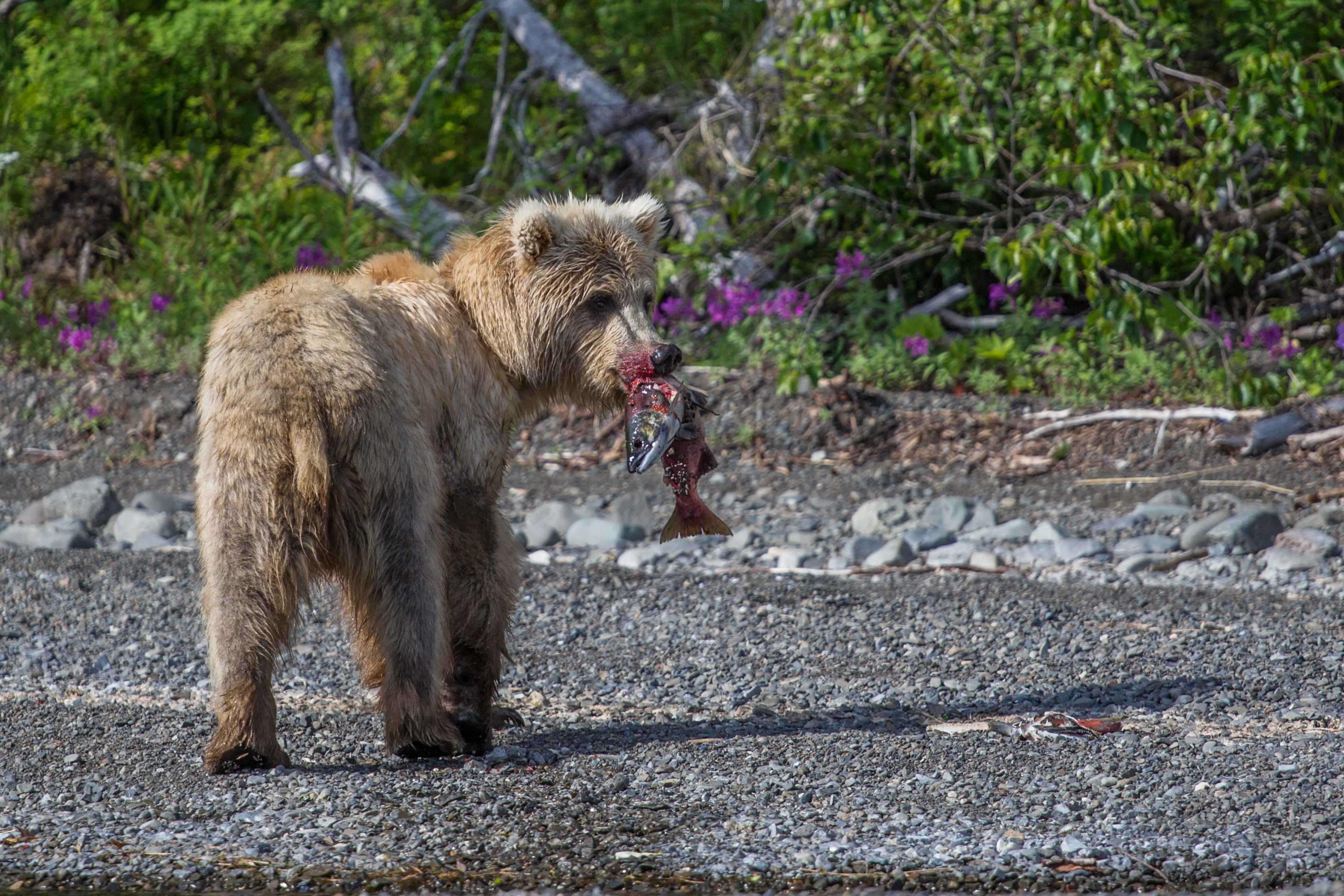 A young, blonde grizzly grabs lunch (photo: Chad Shmukler). Grizzly Bear with Sockeye Salmon - Wood Tikchik National Park - Alaska