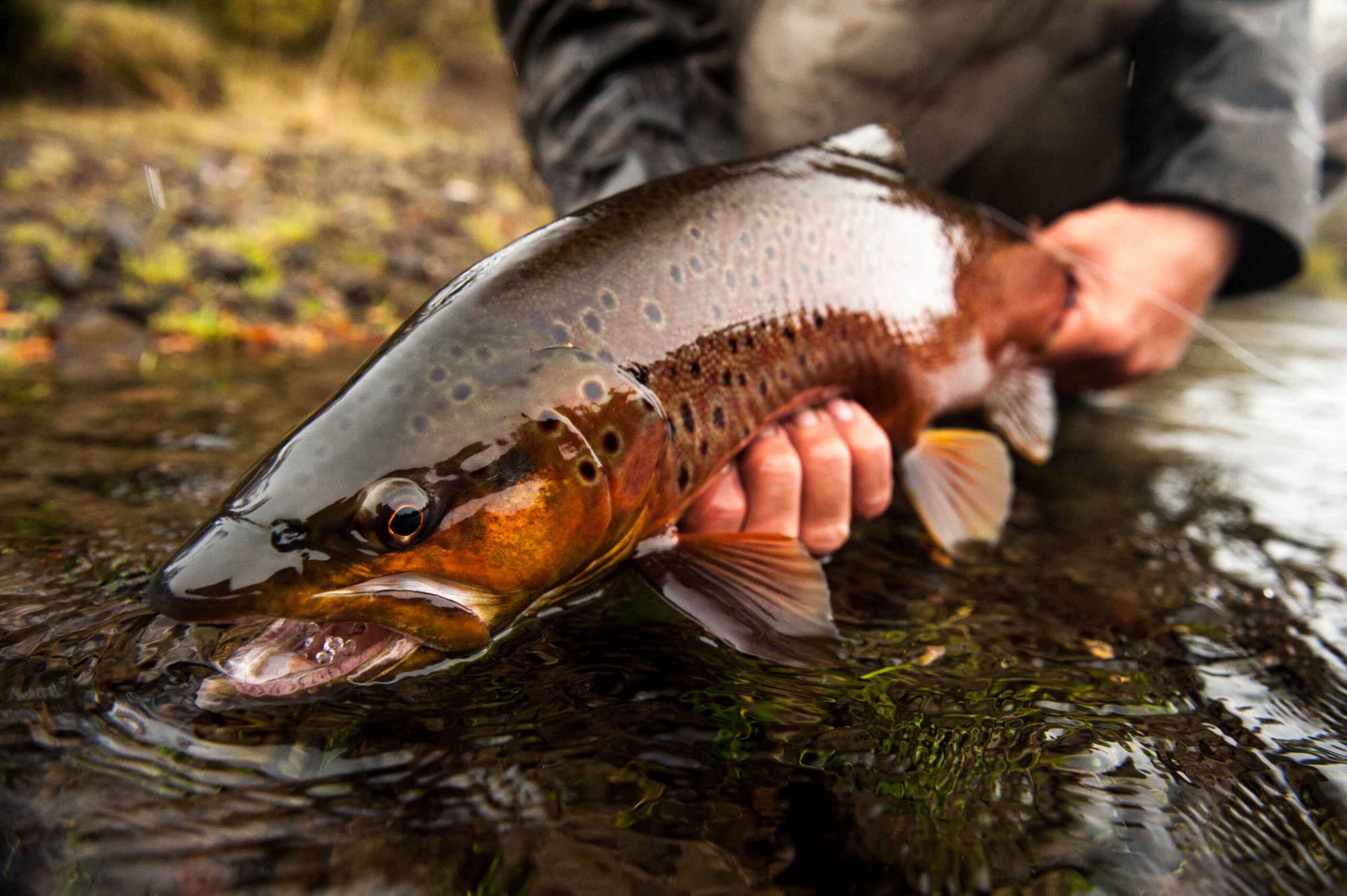 fly fishing rio filo hua hum | estancia tres lagos | patagonia | argentina