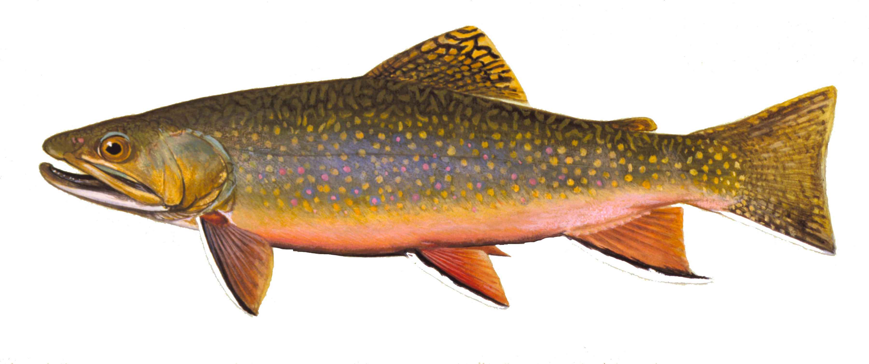 iowa brook trout rendering