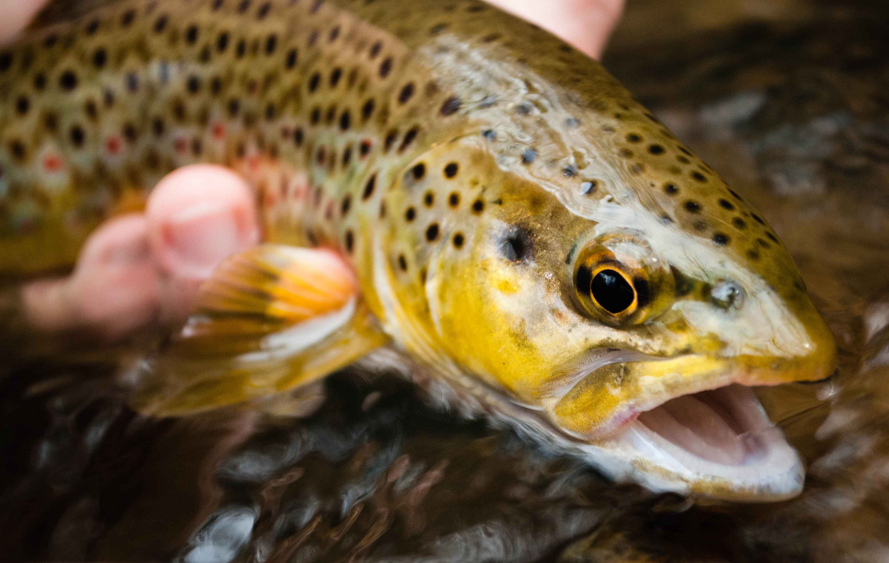 Photo: Matt Reilly virginia brown trout