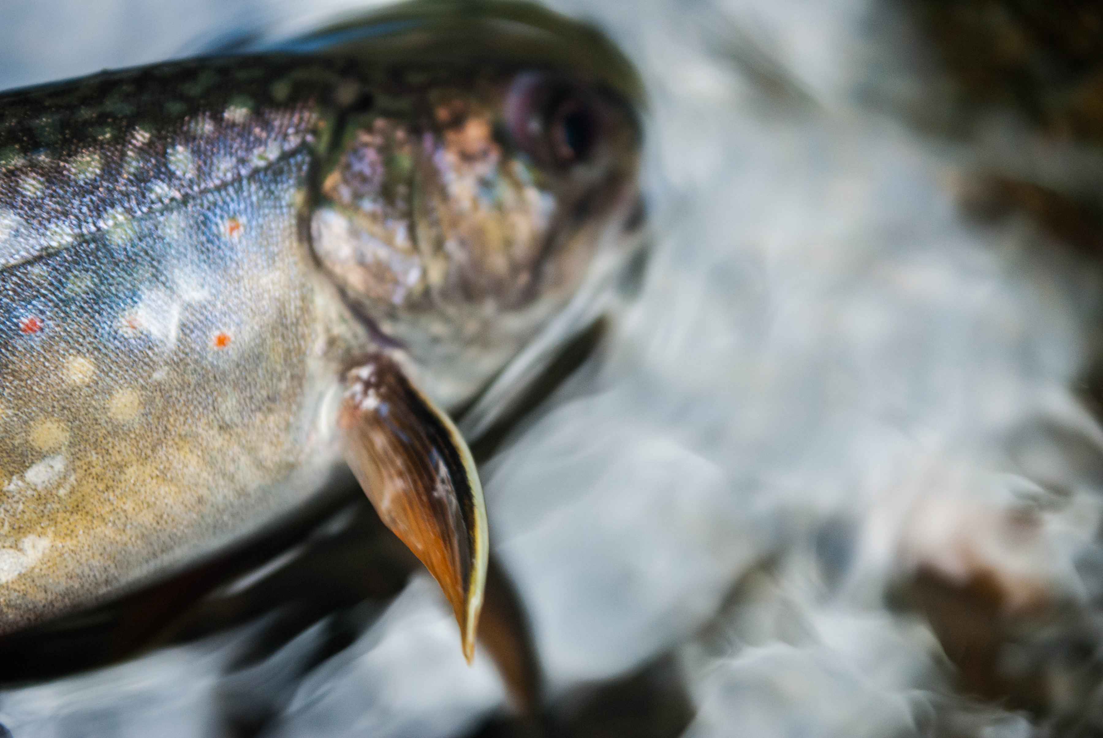 Photo: Matthew Reilly Dead Diamond River brook trout