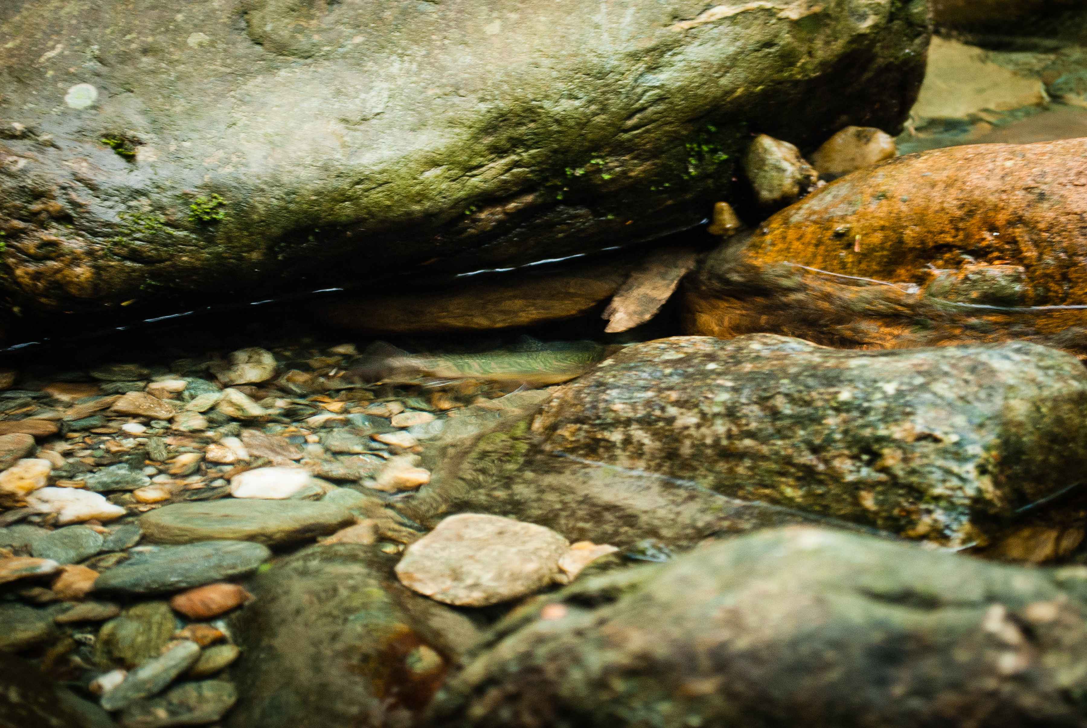 Photo: Matthew Reilly Dead Diamond River brook trout