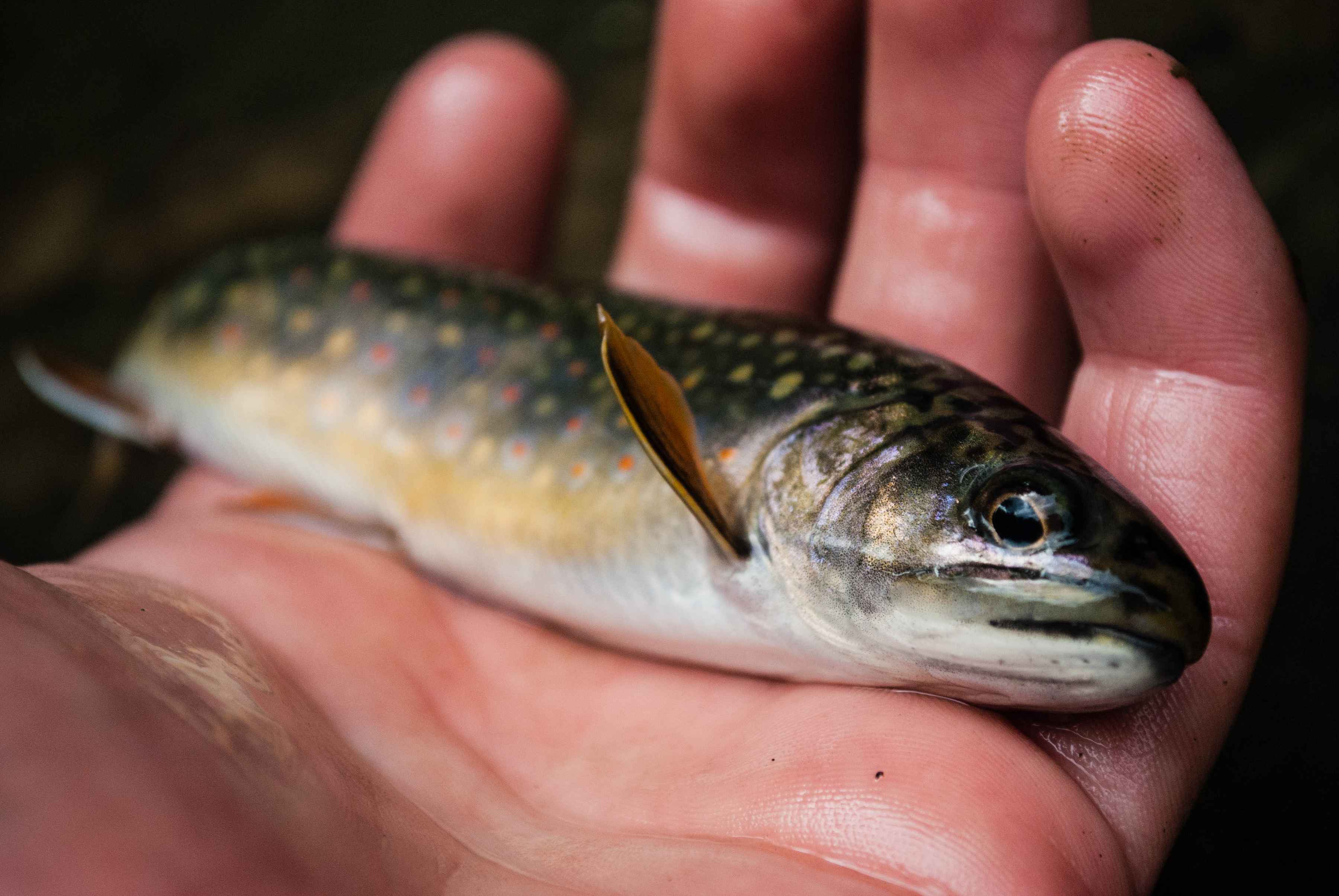 Appalachian brook trout
