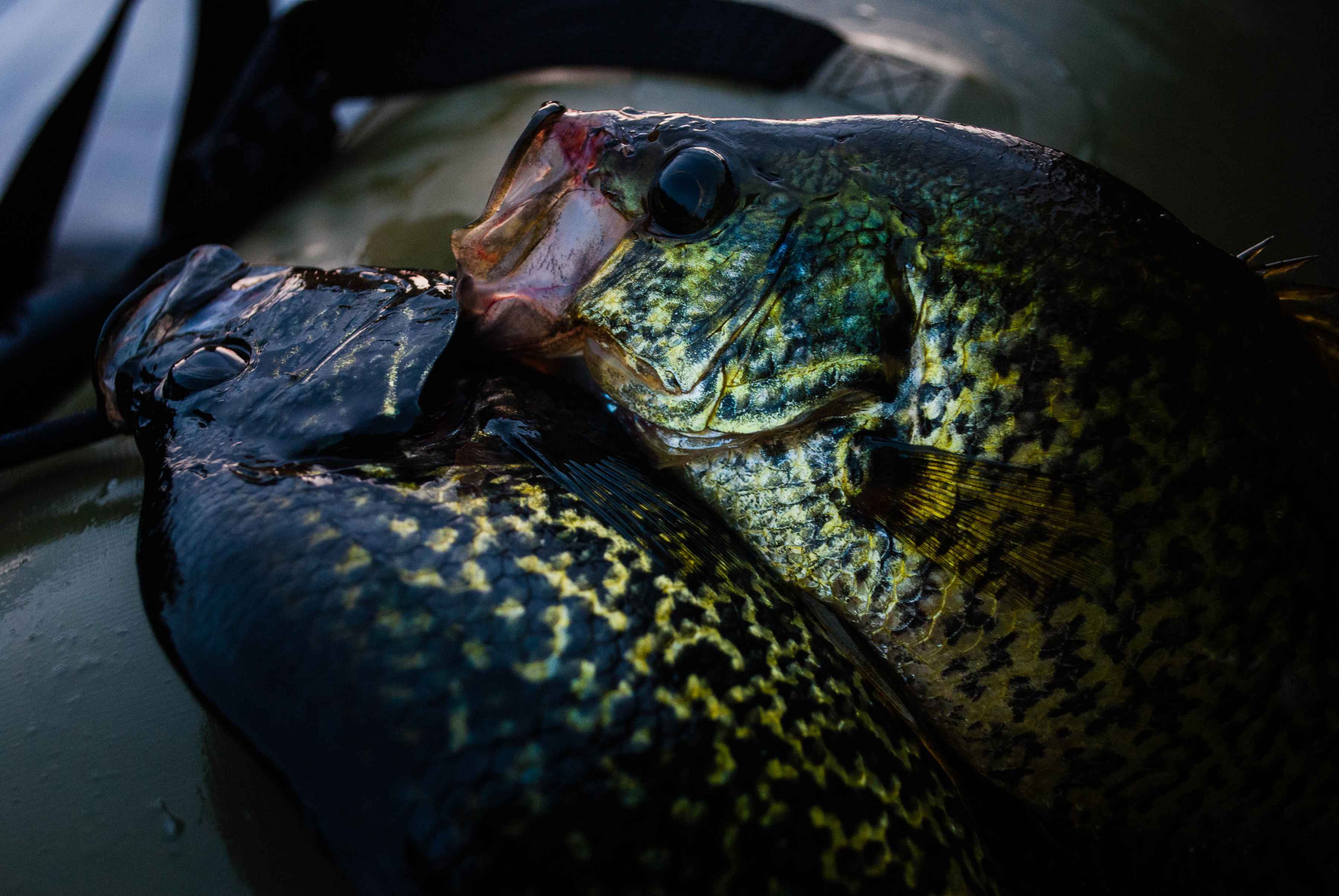 Photo: Matt Reilly virginia crappie