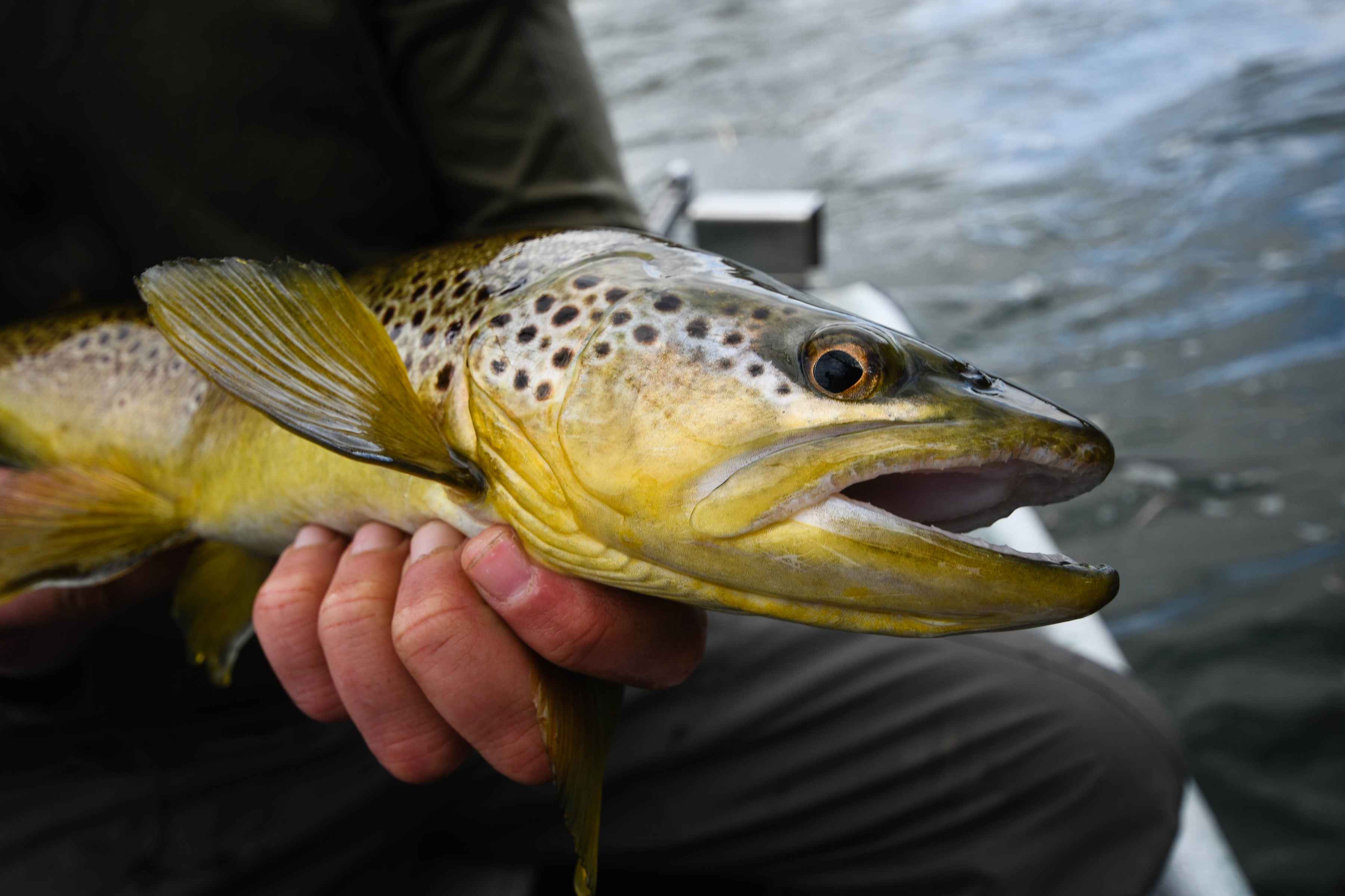 brown trout streamer fishing