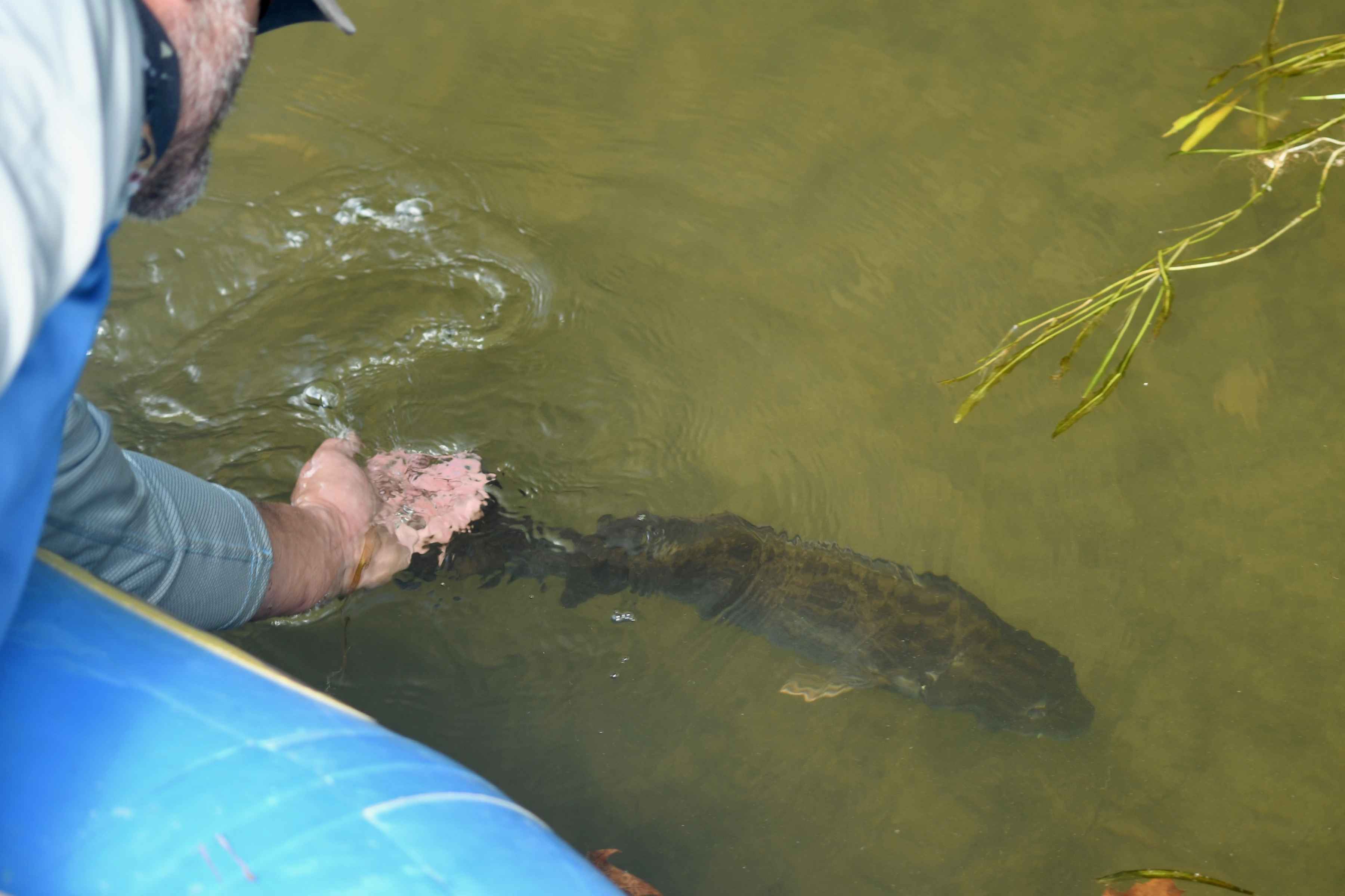 releasing a smallmouth bass