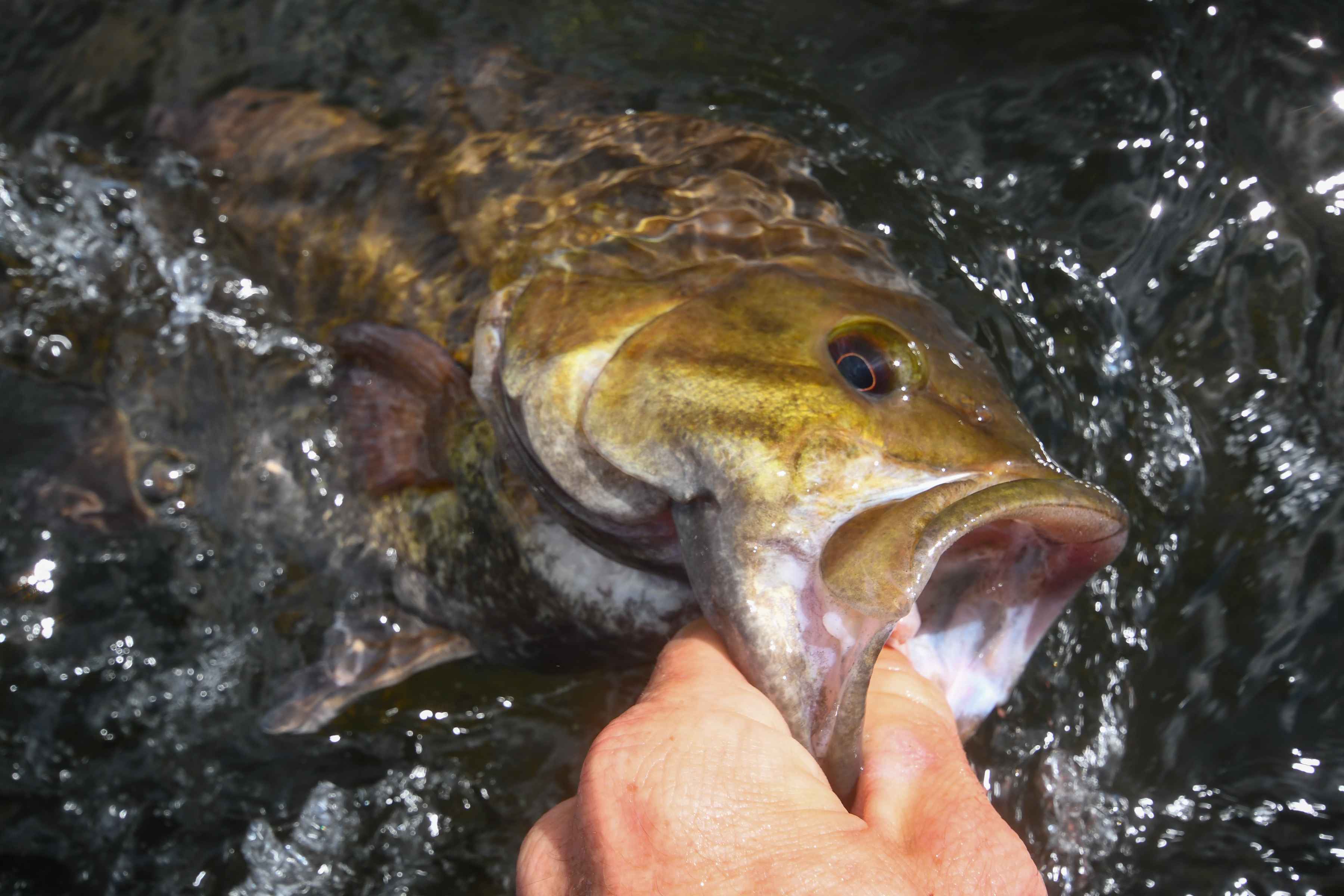 Photo: Matt Reilly smallmouth bass fly fishing