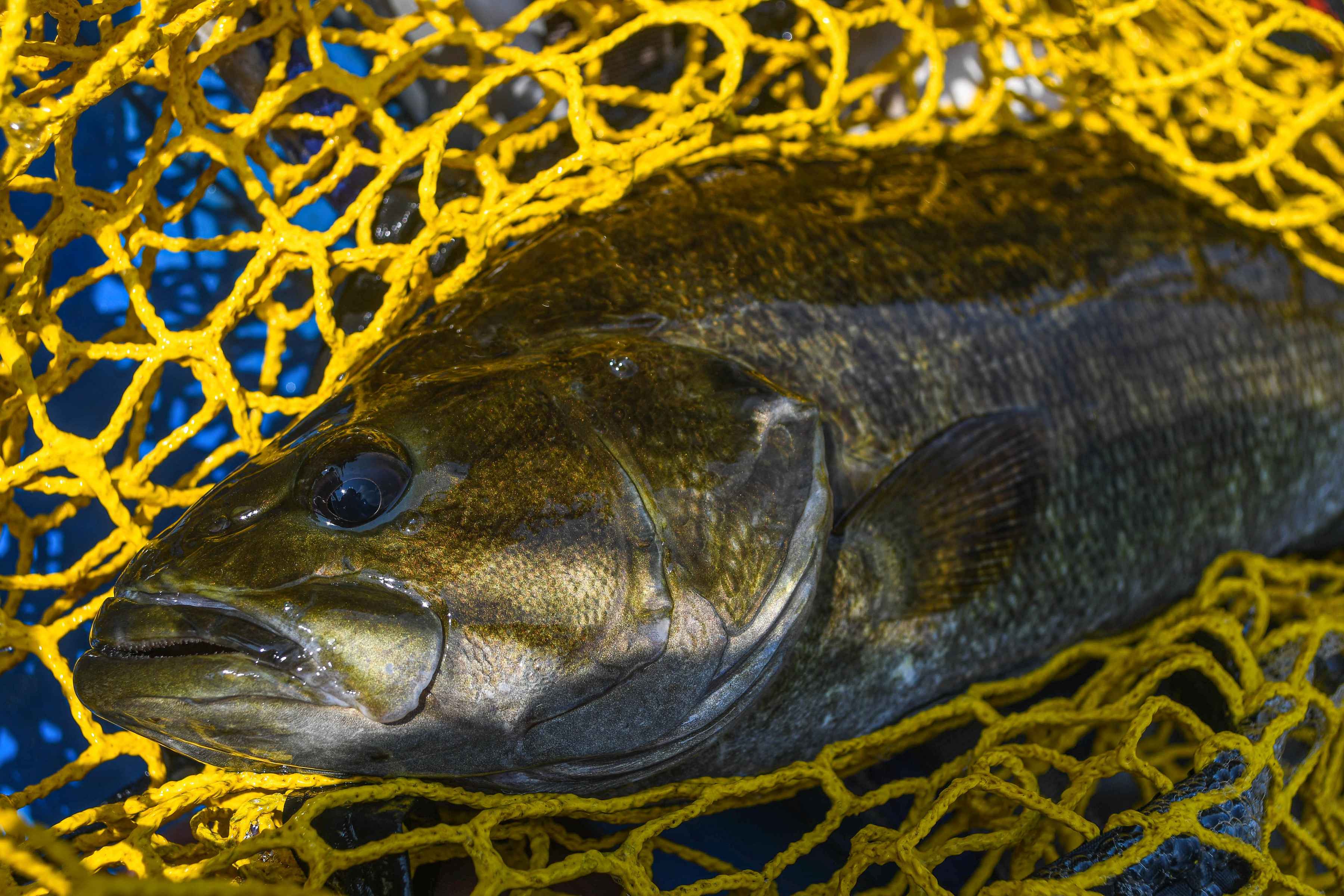 smallmouth bass