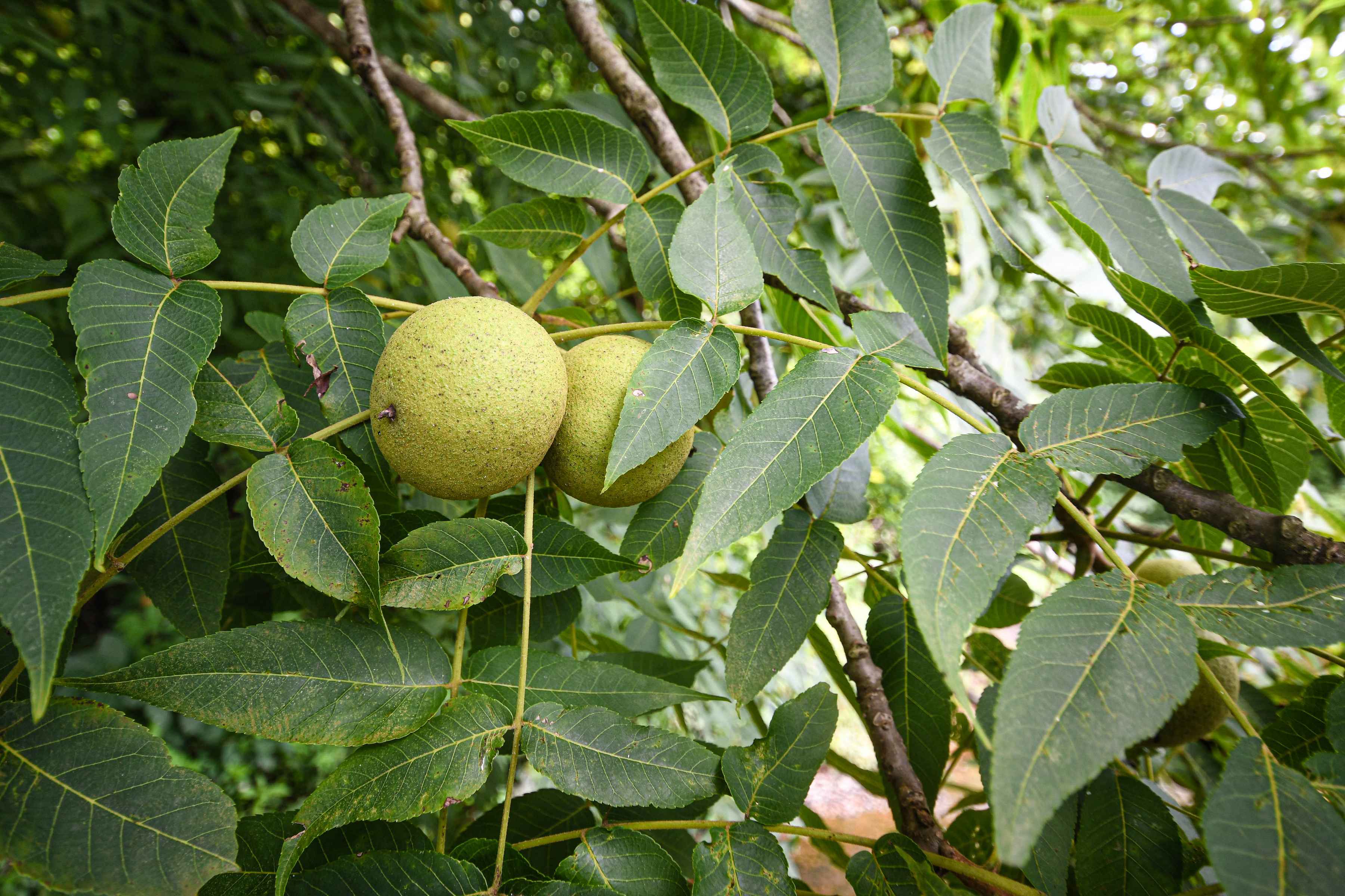 The fruit of the Black Walnut tree