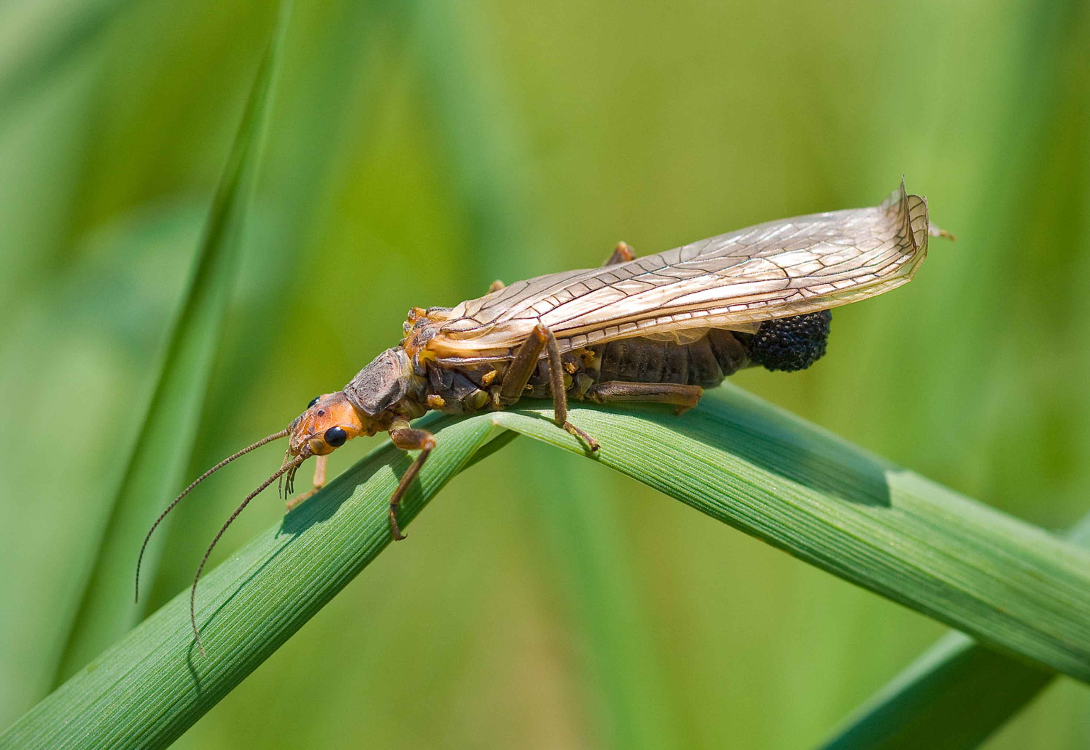 golden stonefly