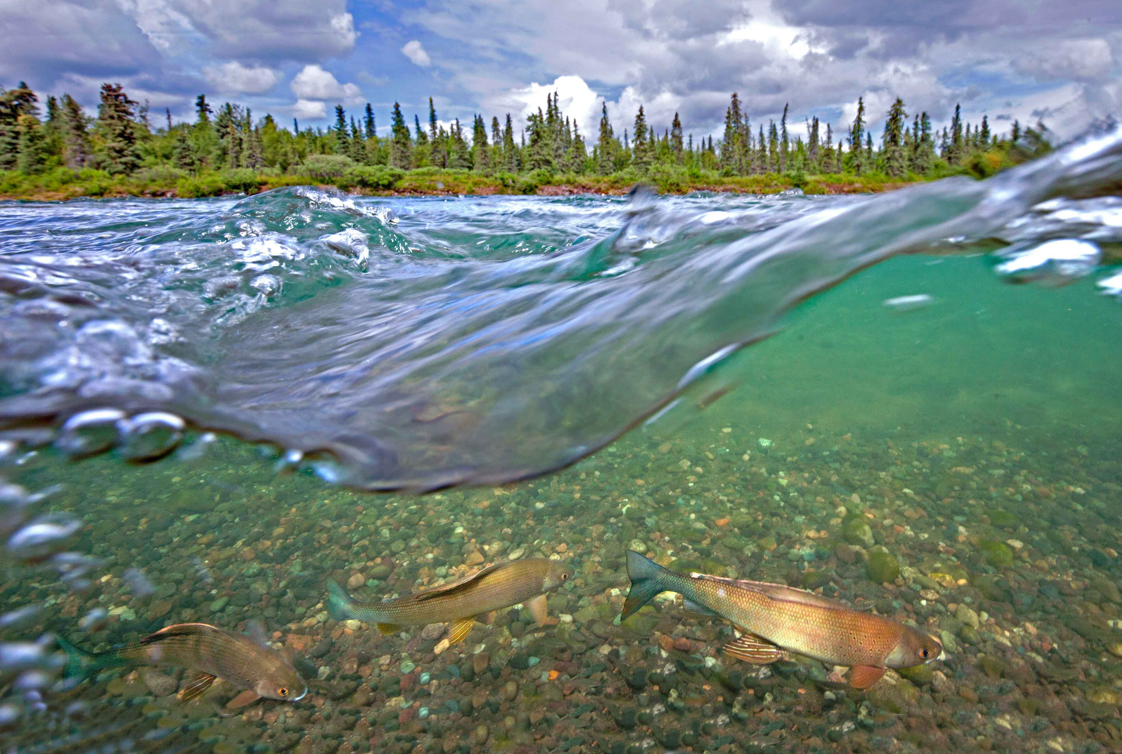 grayling nushagak river