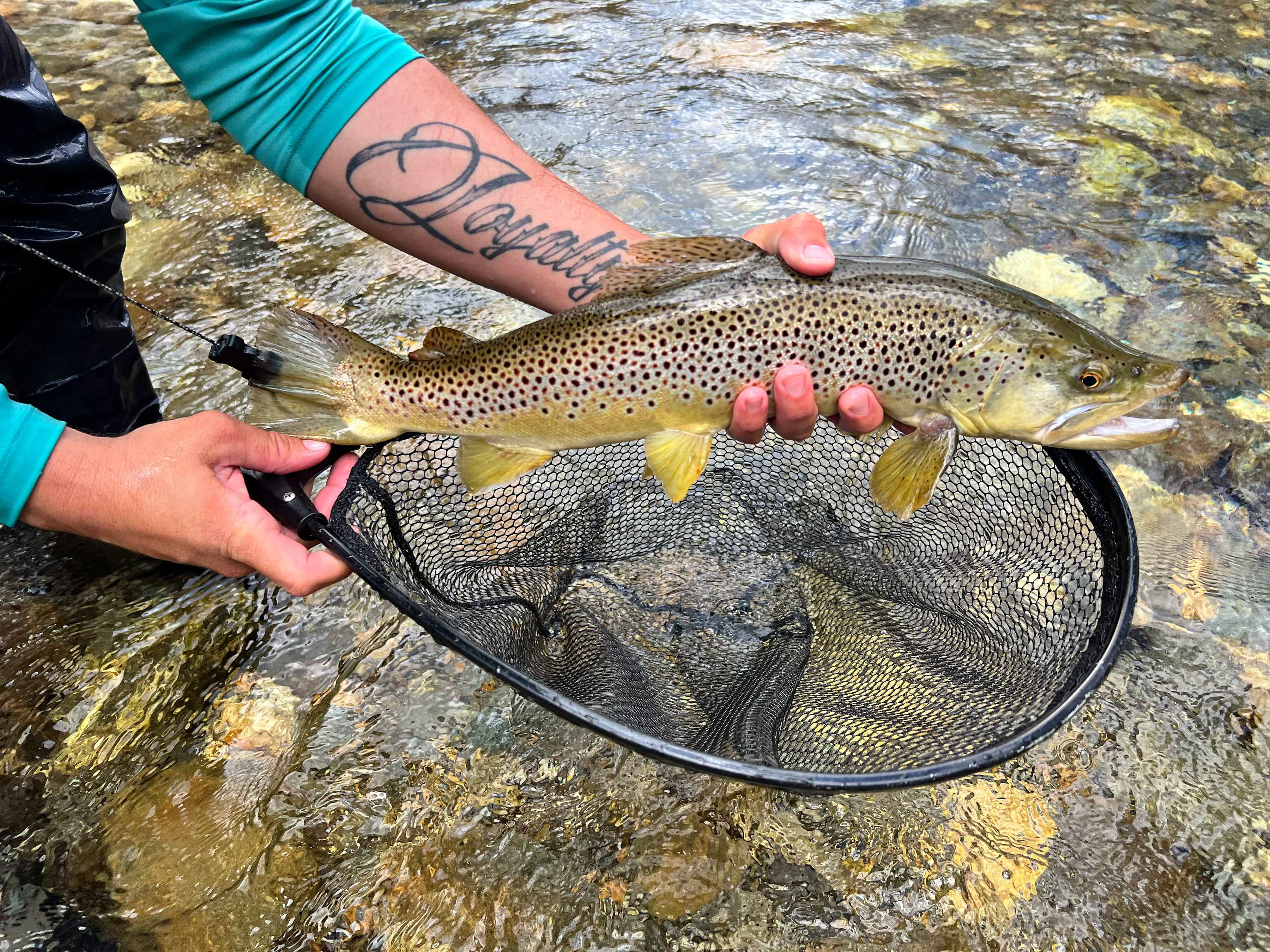 brown trout pigeon river