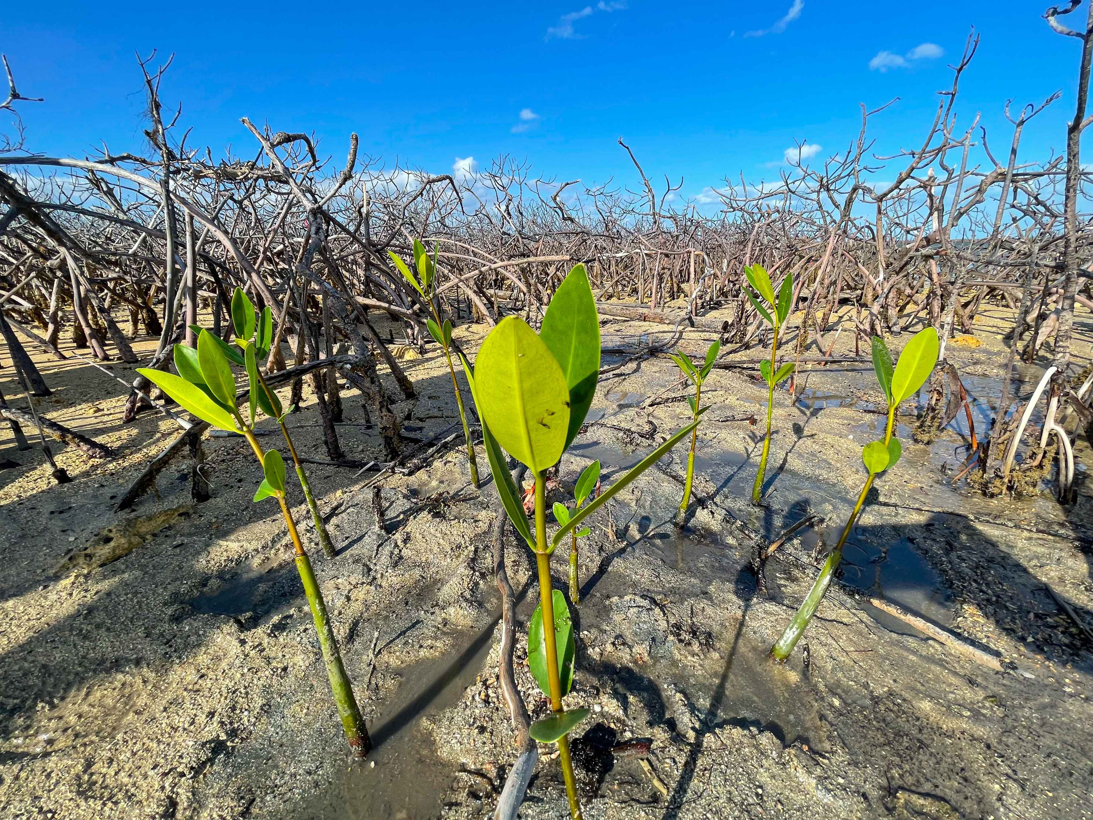 Photo: Justin Lewis mangrove restoration bahamas