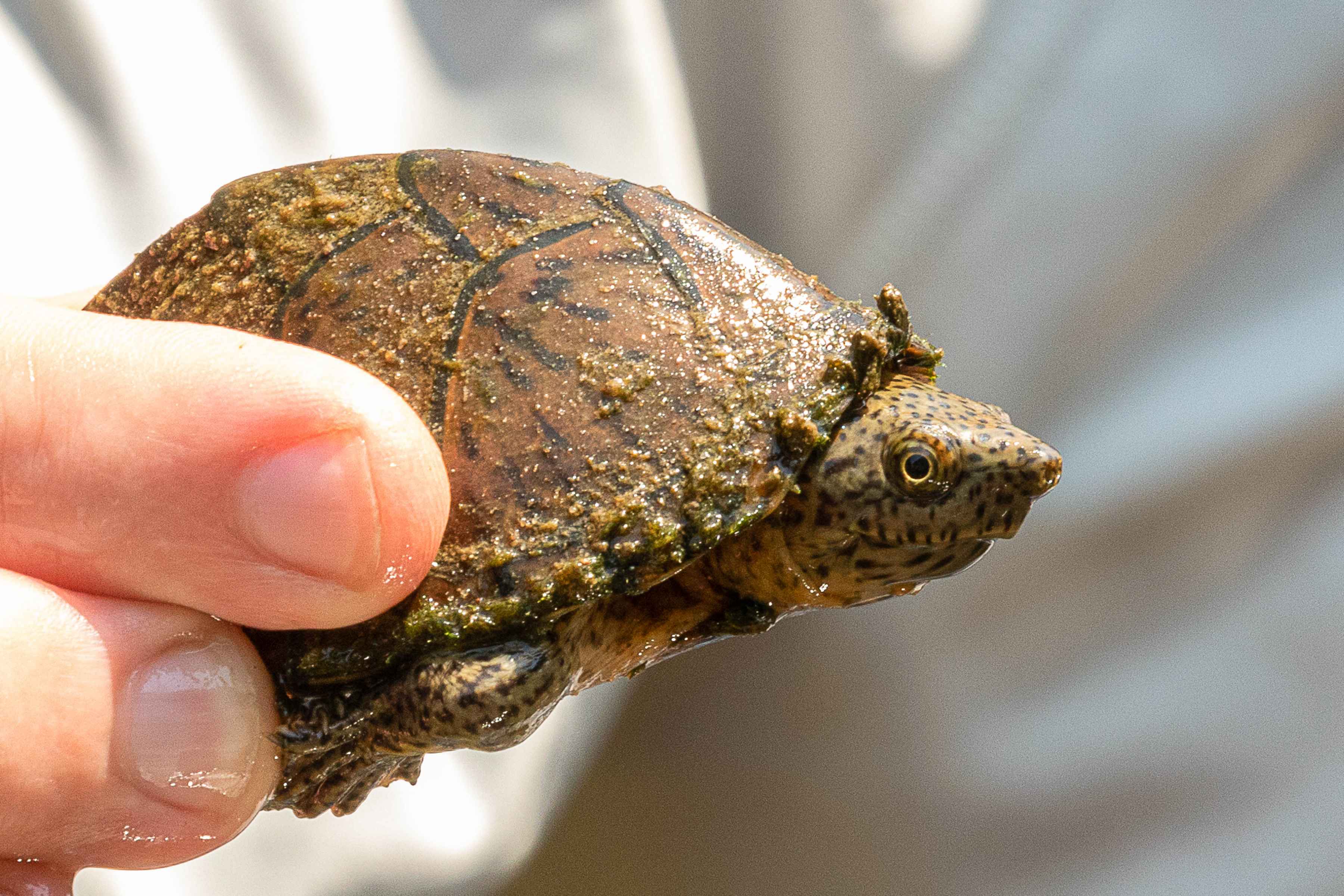 oklahoma turtle