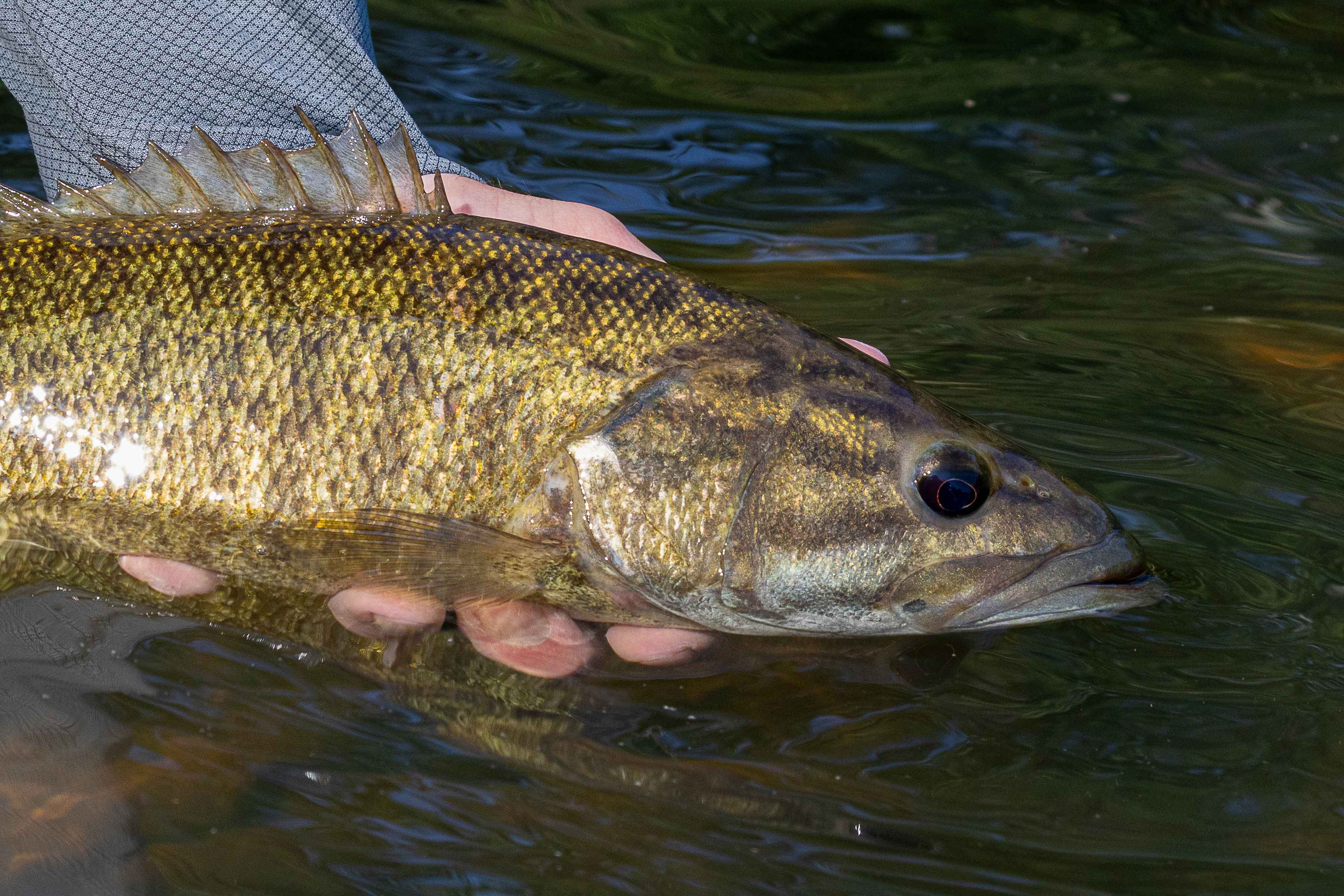 oklahoma genetically unique smallmouth bass