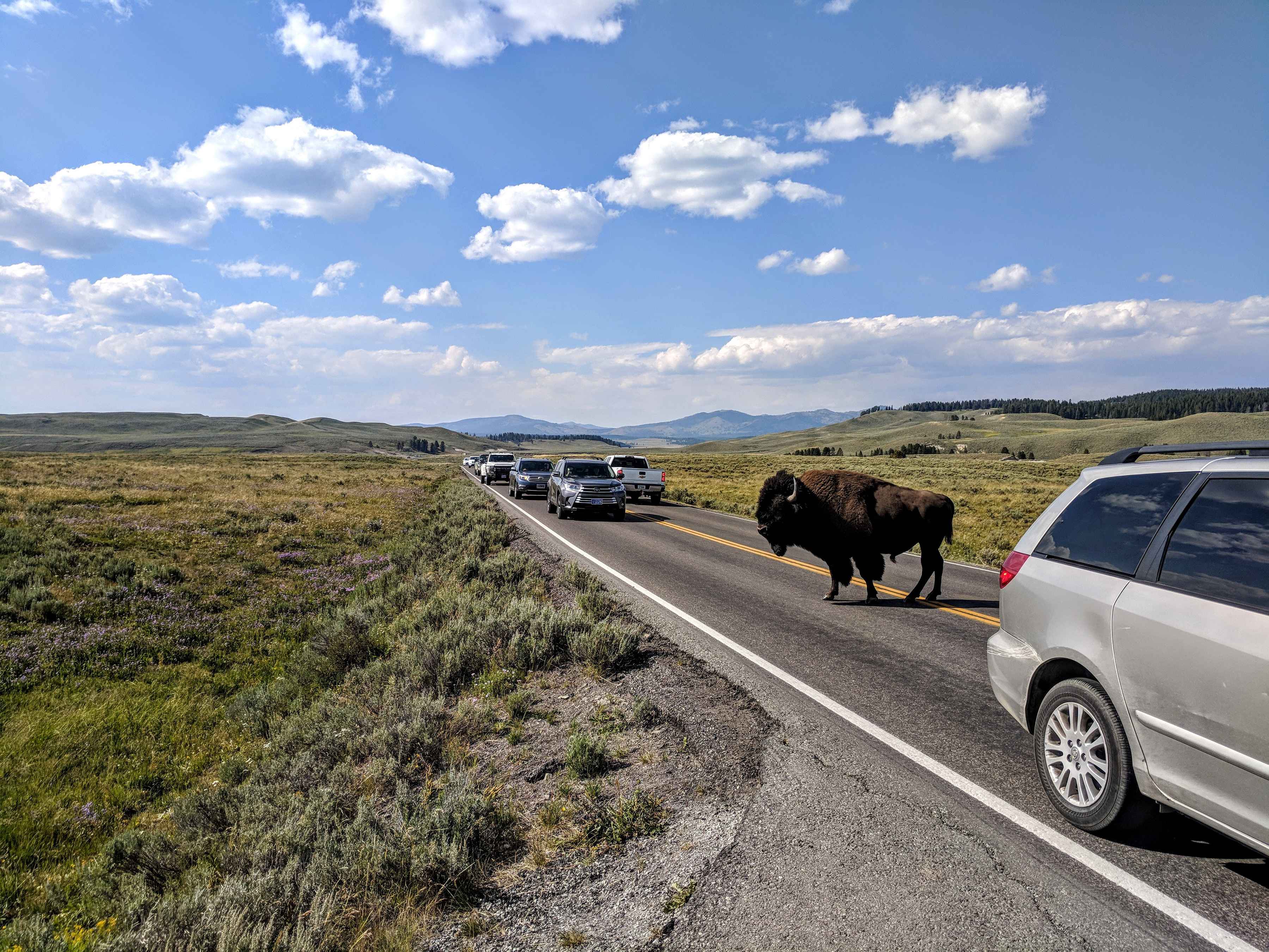 Traffic builds as vehicles stop to view a bison, the most popular animal among roadside wildlife watchers in the park (photo: Chris Hunt). yellowstone national park traffic jam