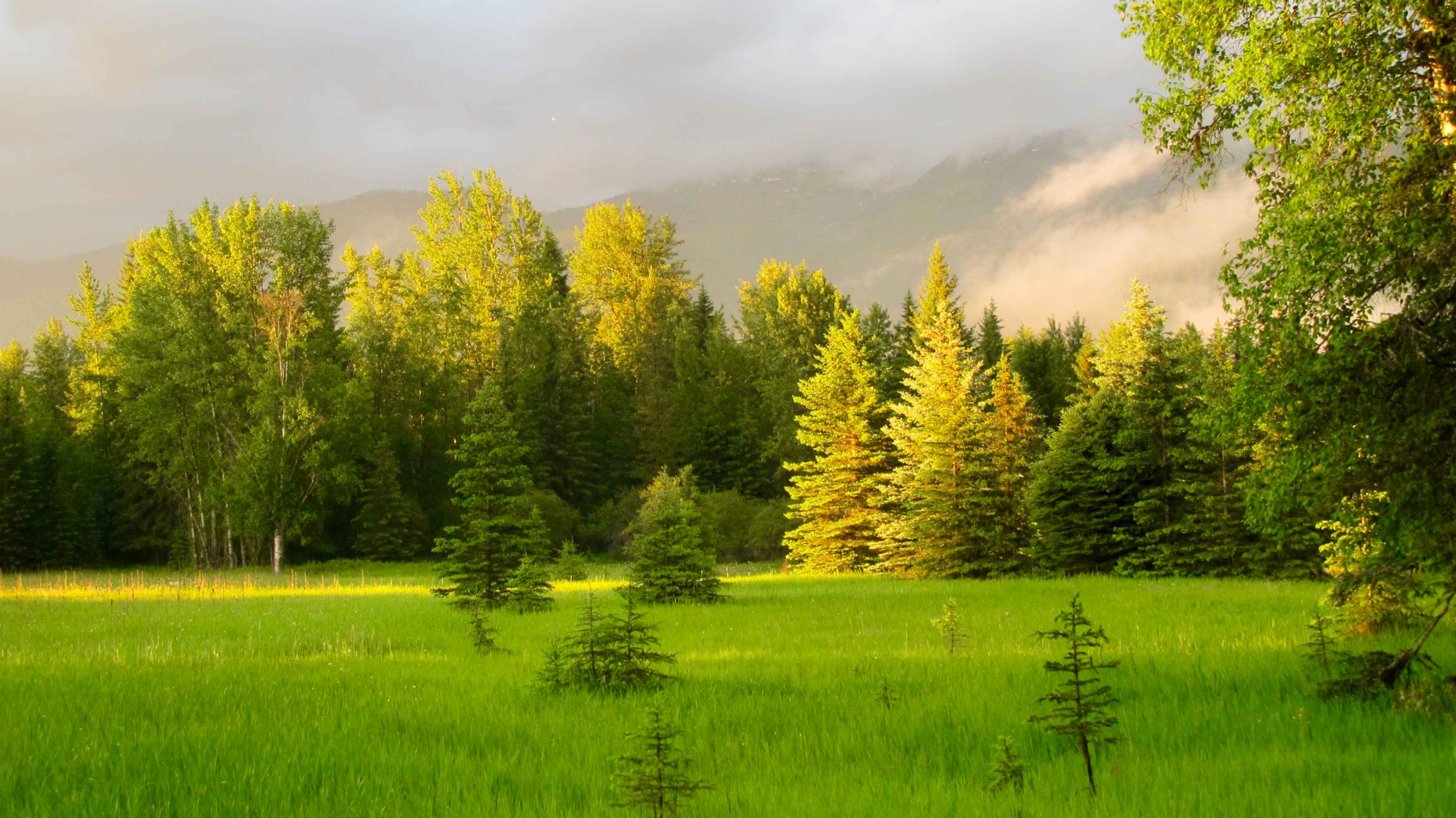 montana green meadow