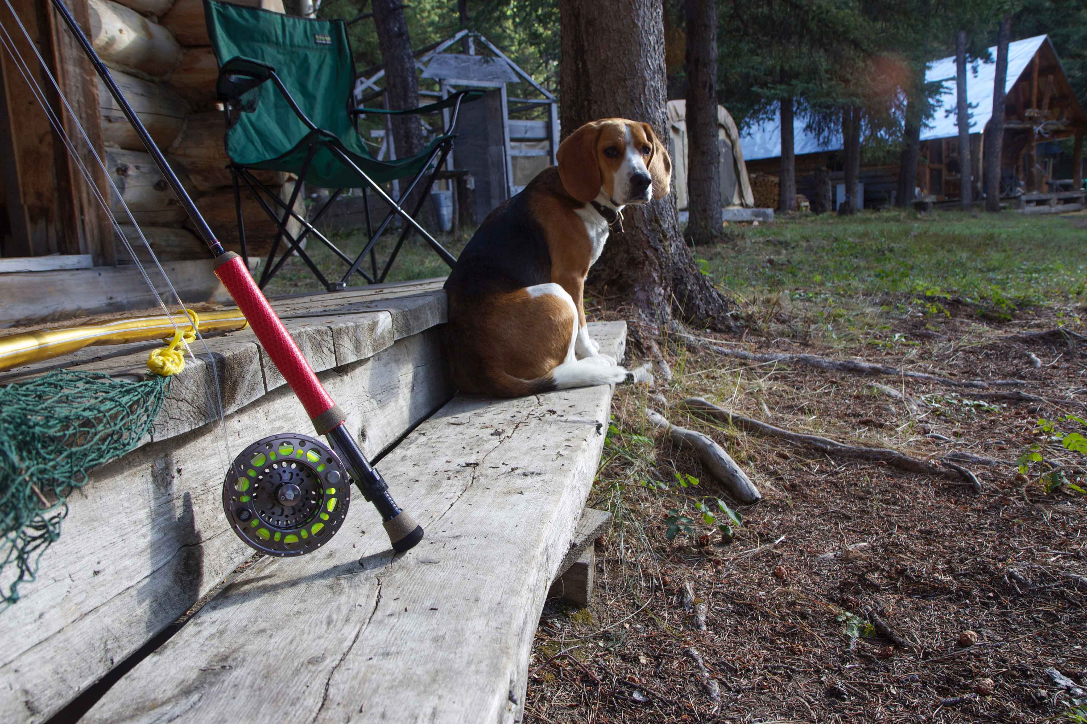 Photo: Shane Townsend tuffy the beagle