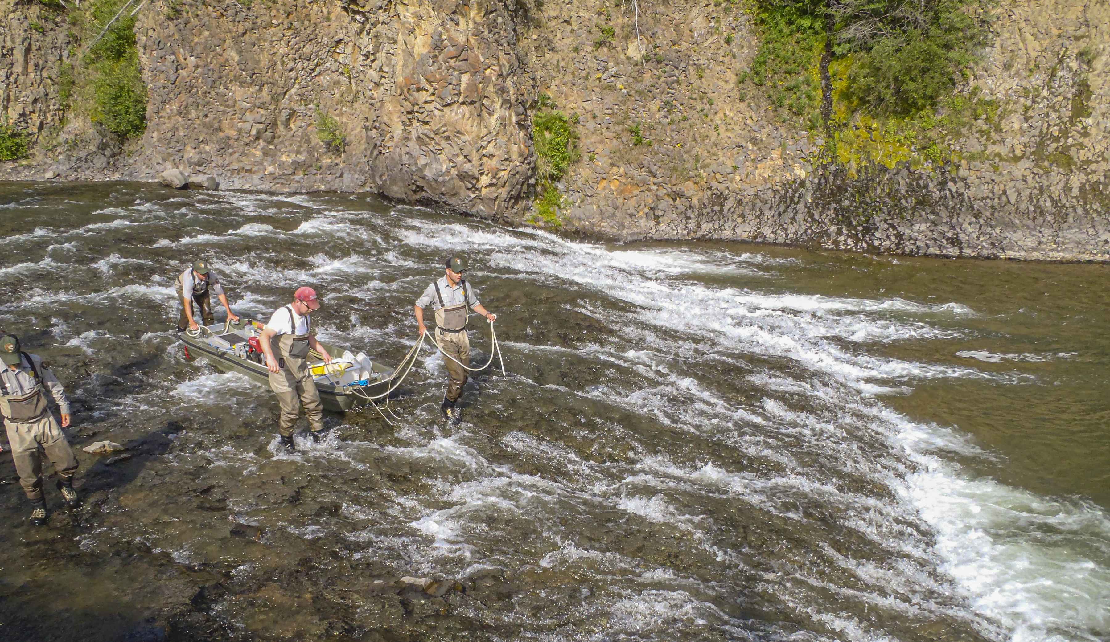 Removing hybrids from Lamar River with electrofishing gear (photo: Dr. Todd Koel / NPS). Removing hybrids from Lamar River
