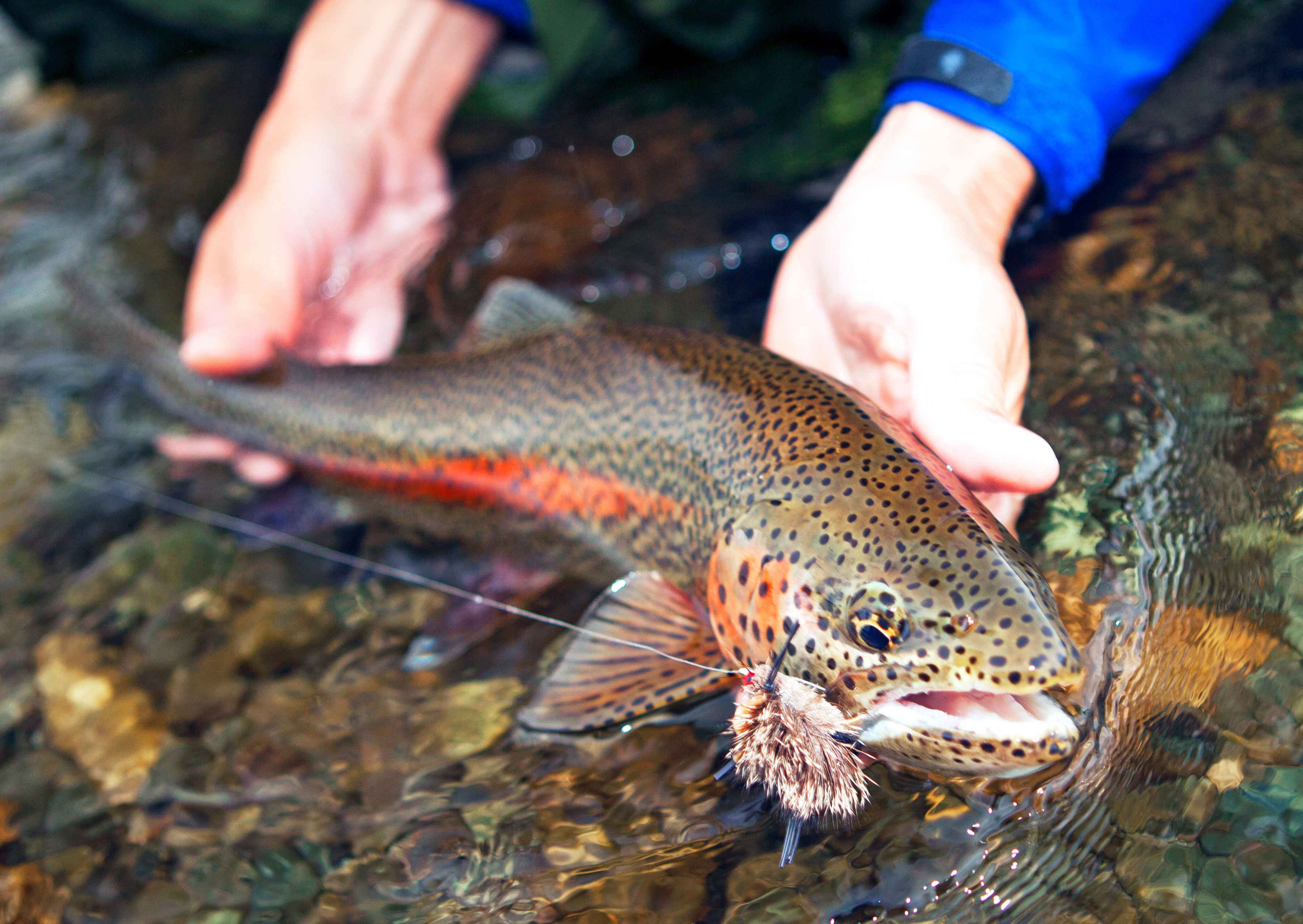 leopard rainbow alaska