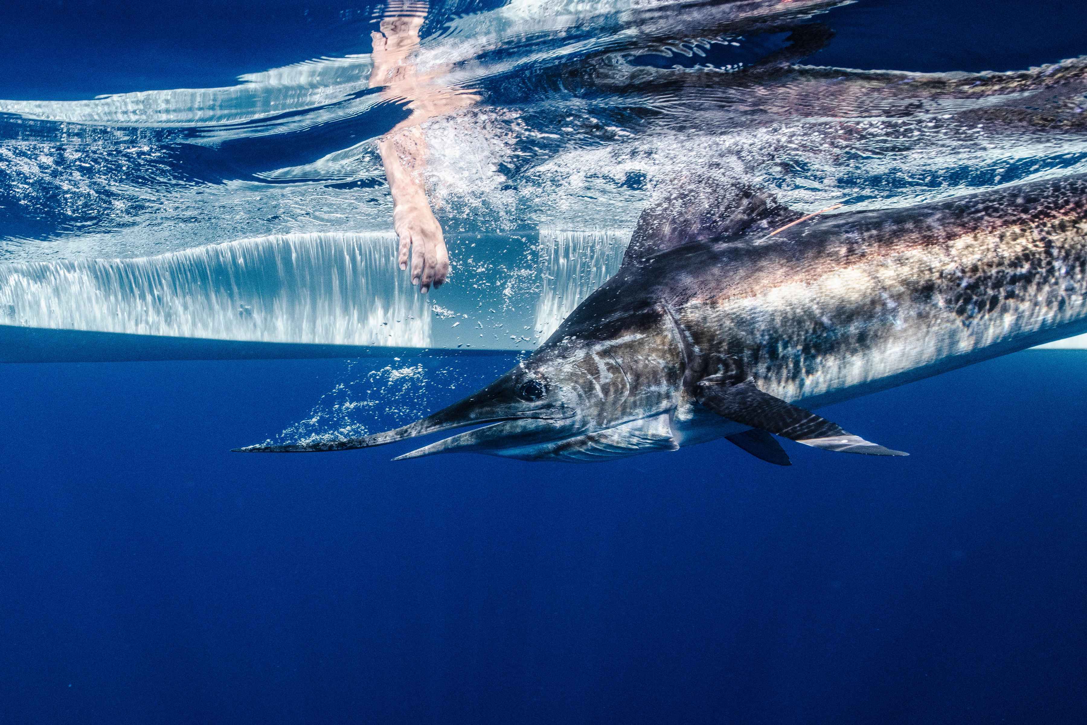 A striped marlin is released after being tagged (photo: Nick Price). striped marlin release