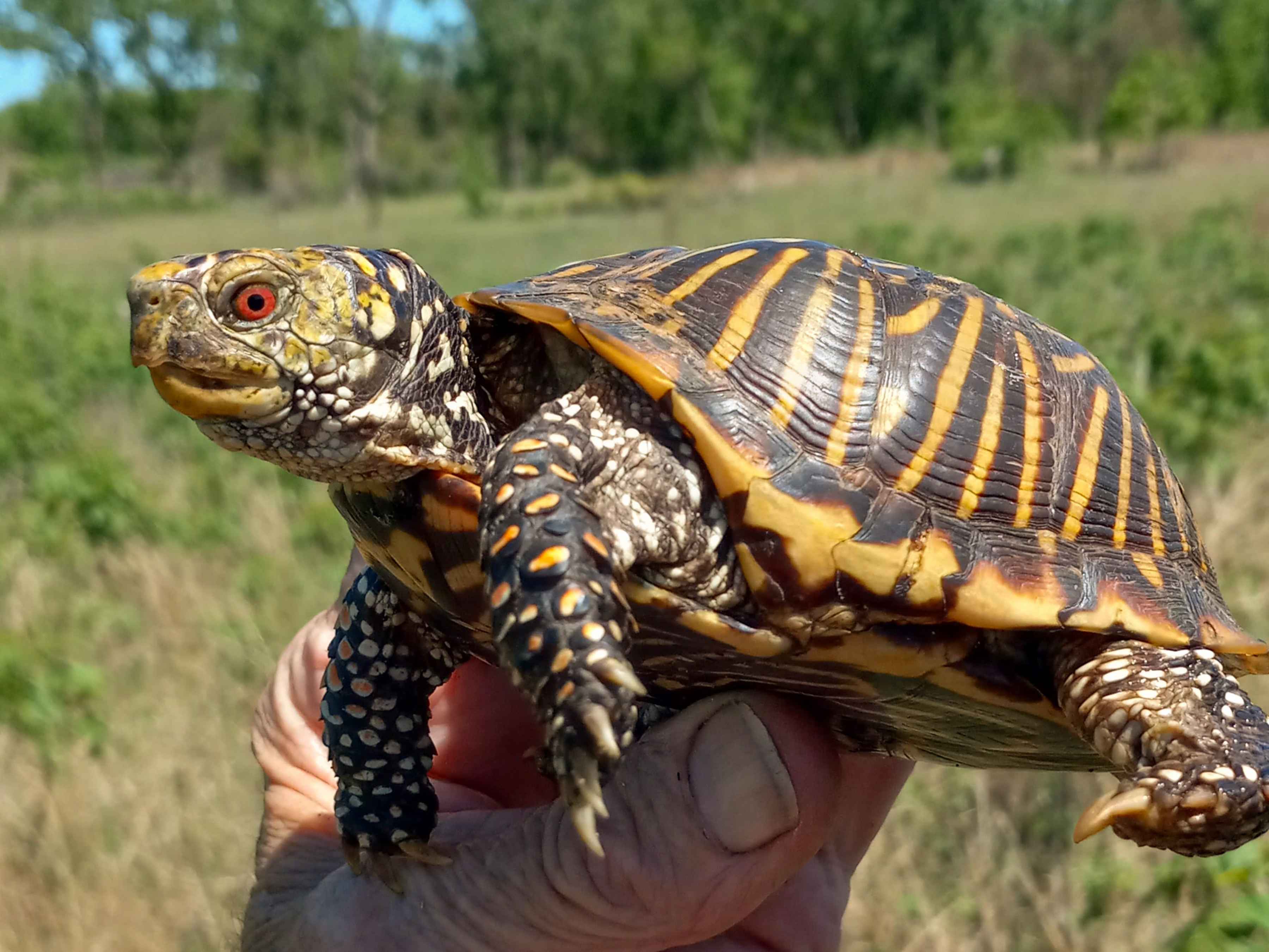 An ornate box turtle from Iowa