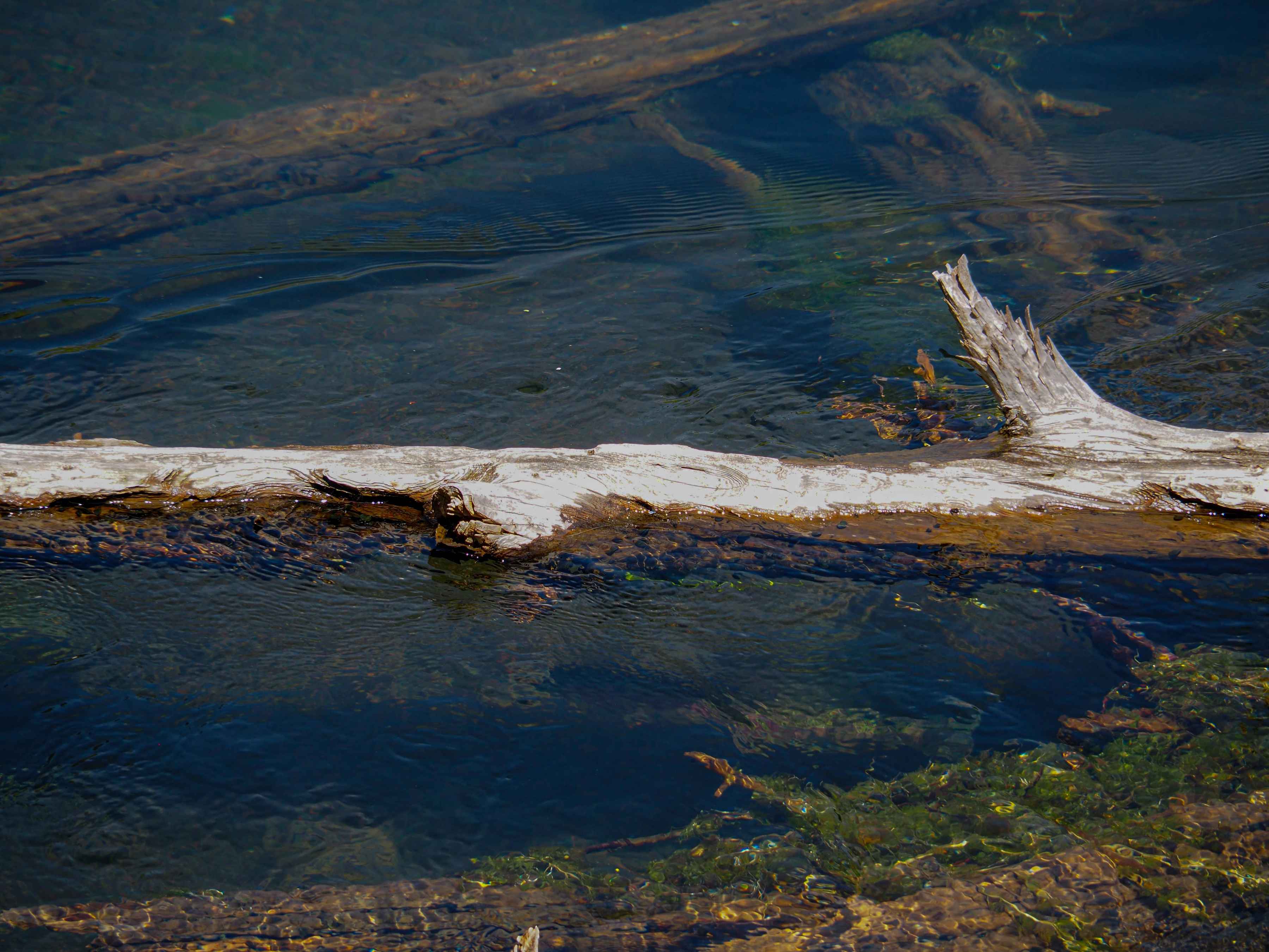 rainbow trout hiding