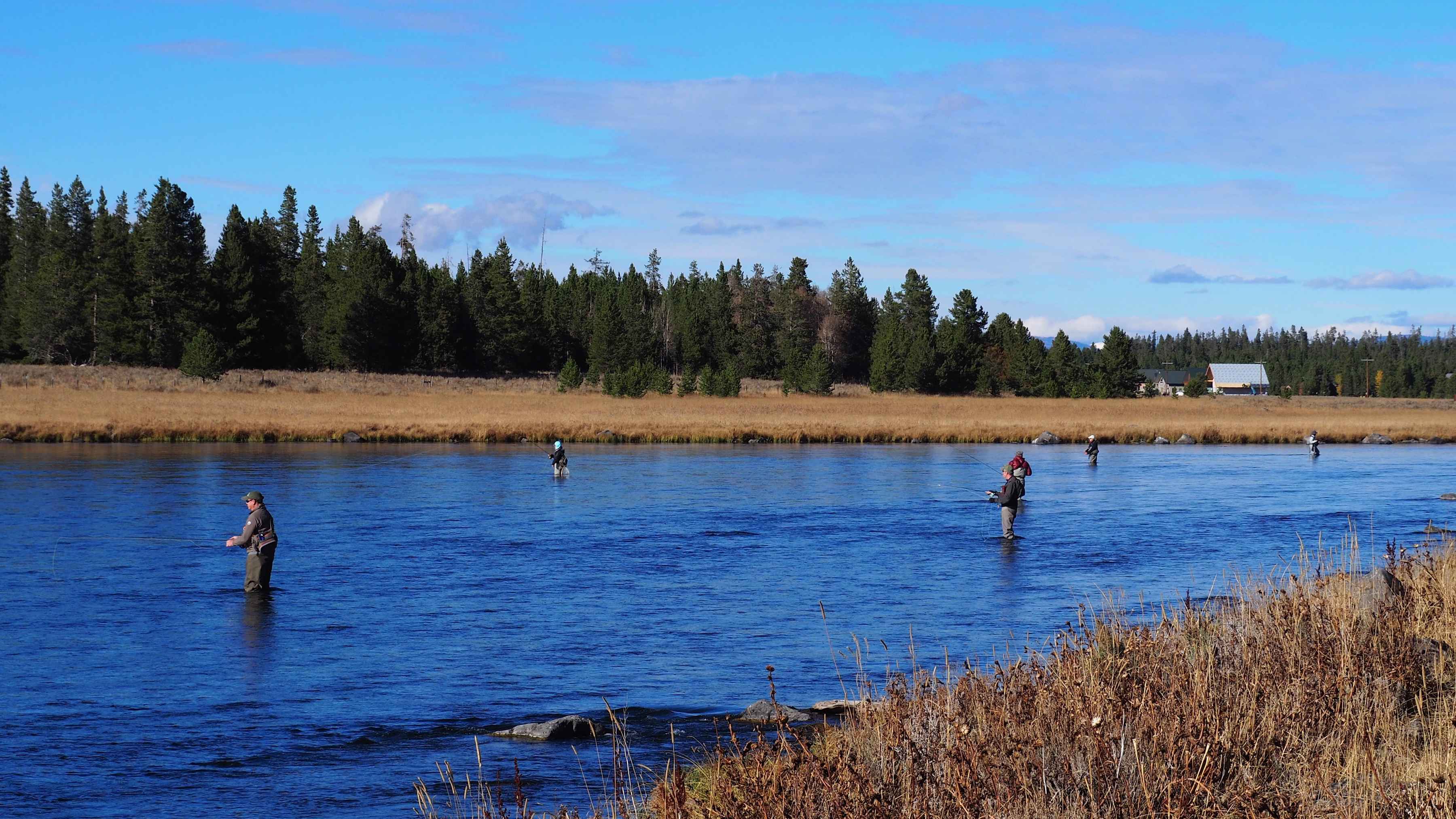 school of trout