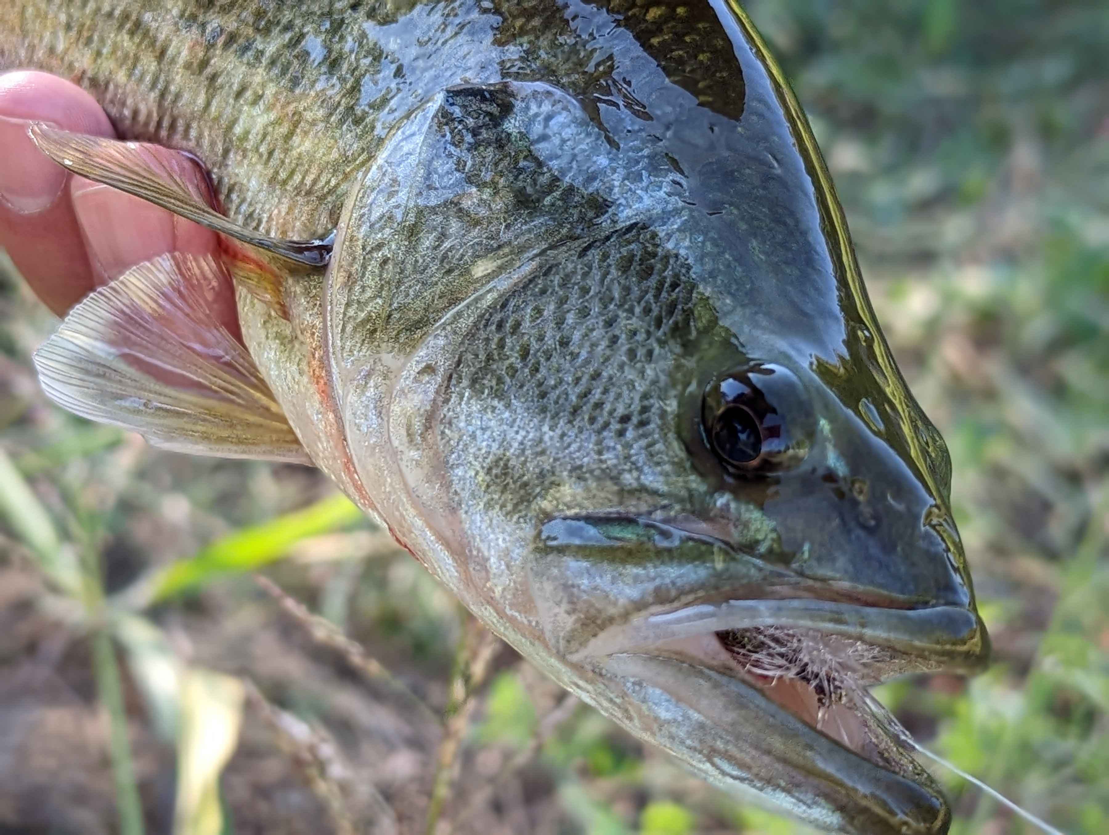An urban largemouth bass (photo: Chris Hunt). An urban largemouth bass