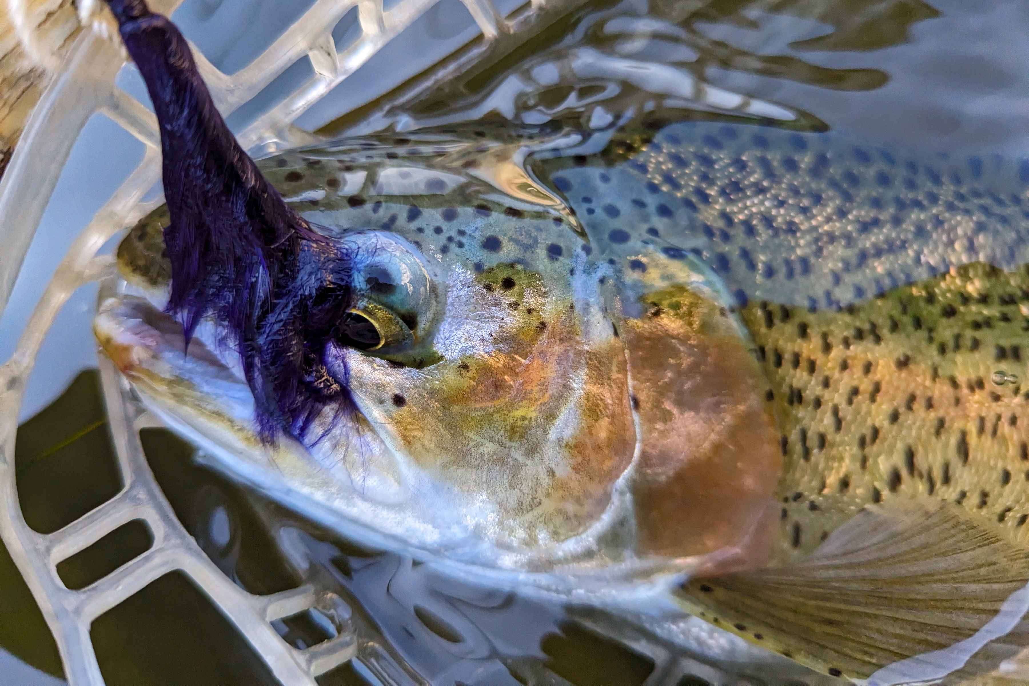 trout spey rainbow
