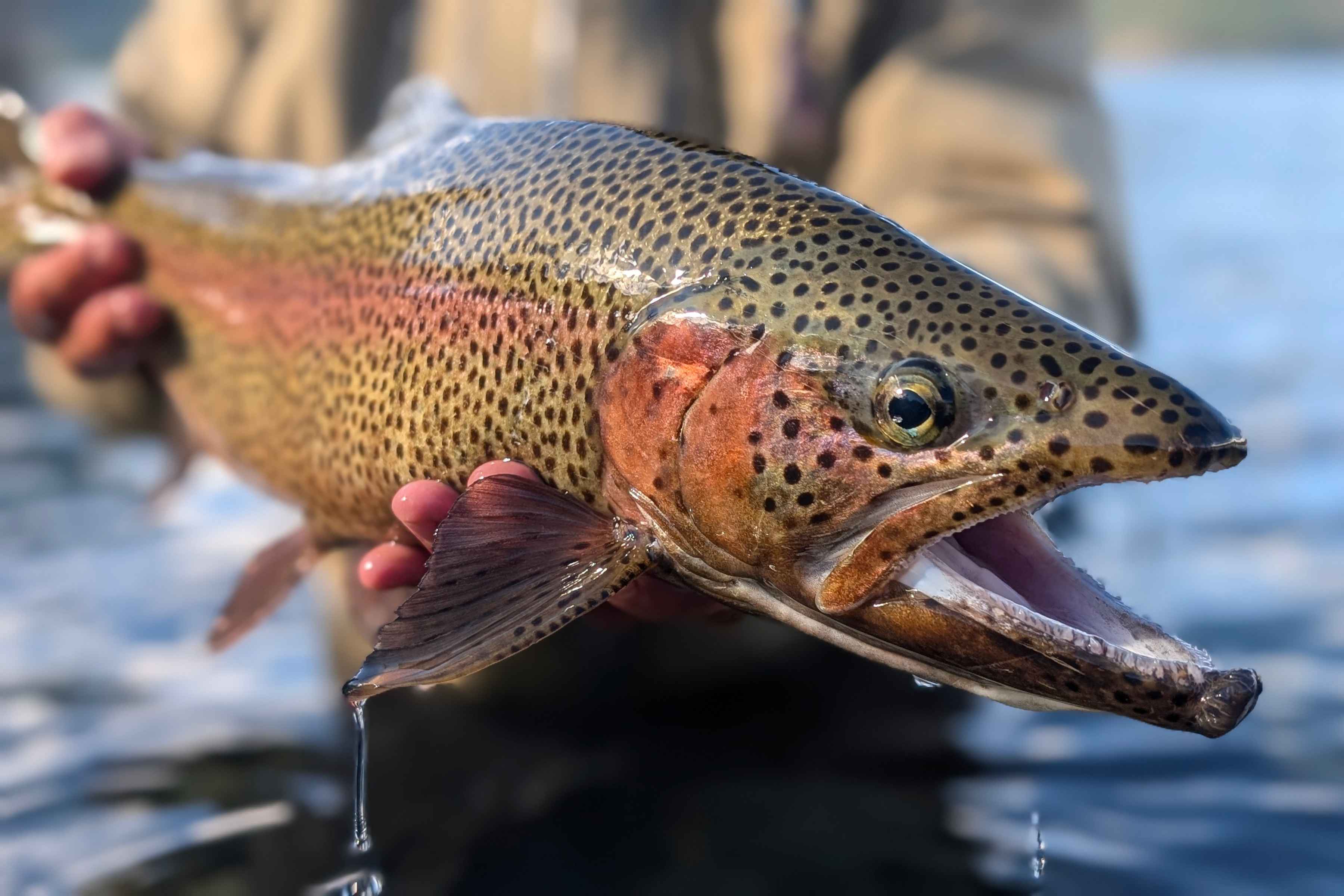 lago brown rainbow trout
