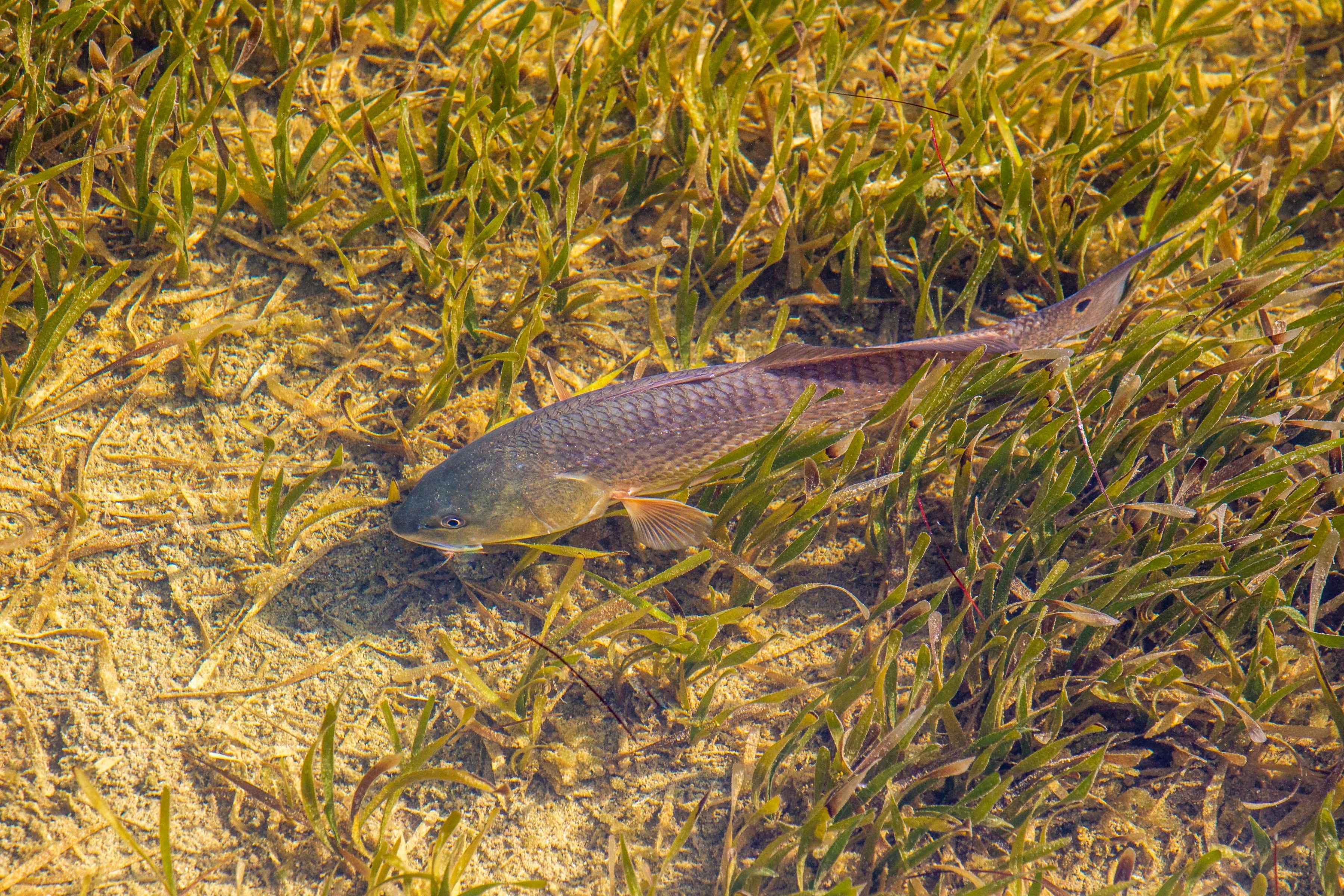 A Florida redfish tails in the grass 