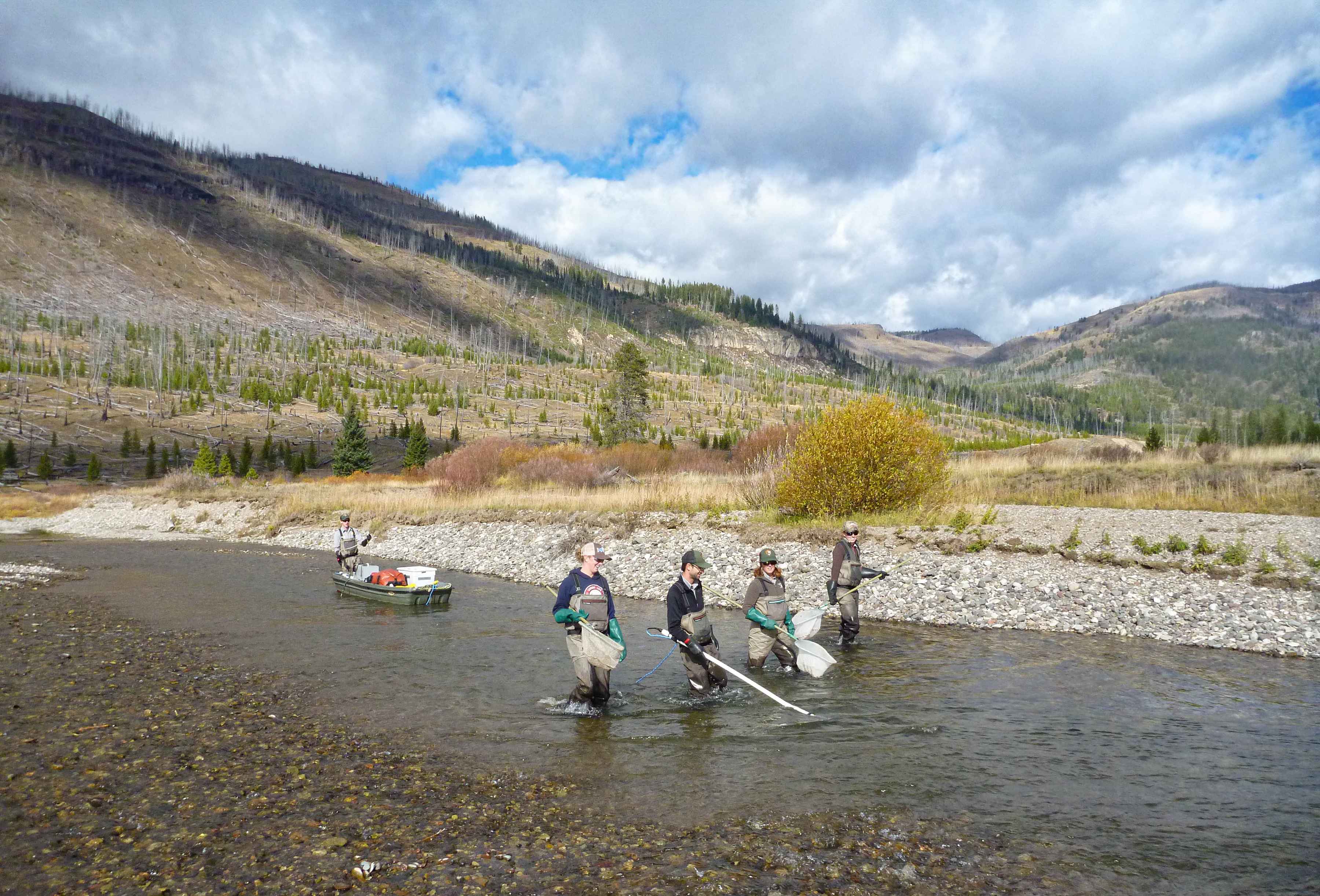 Removing hybrids from Slough Creek with electrofishing gear (photo: Montana Fish, Wildlife and Parks). Removing hybrids from Slough Creek with electrofishing gear