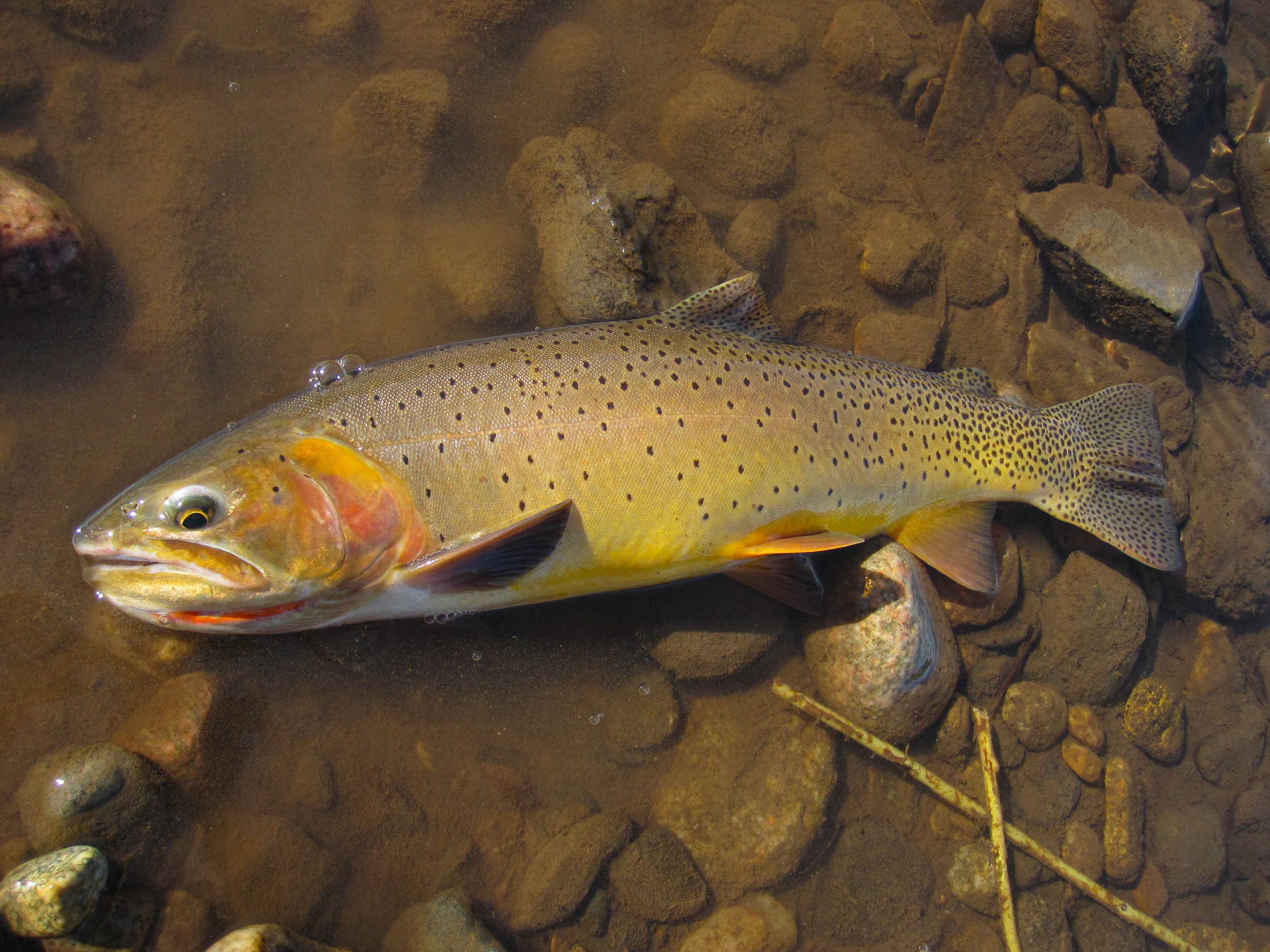 Slough Creek Yellowstone cutthroat trout (photo: Montana Fish, Wildlife and Parks). Slough Creek Yellowstone cutthroat trout