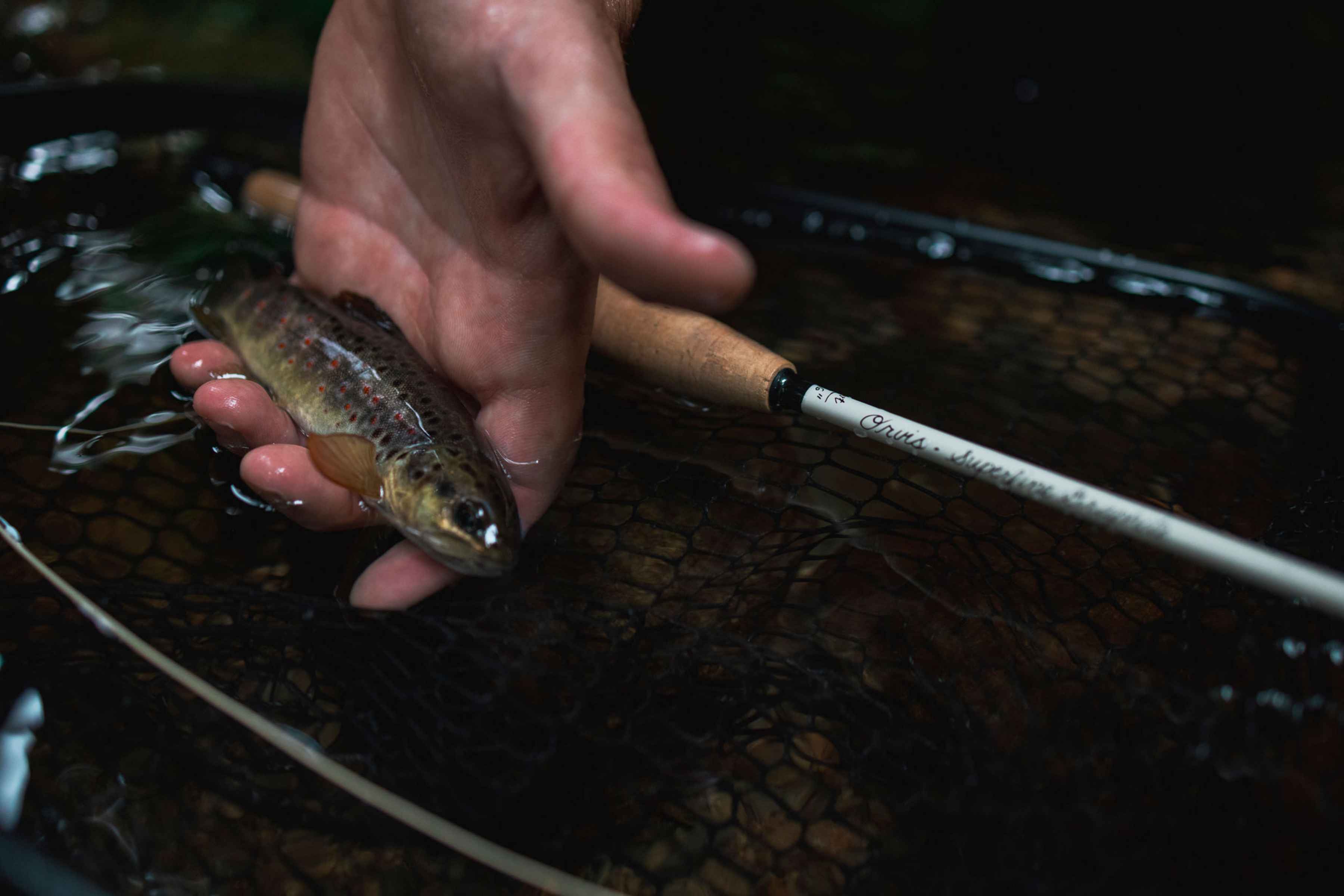 The Orvis Superfine Graphite fly rod (photo: Jay Riley). orvis superfine graphite