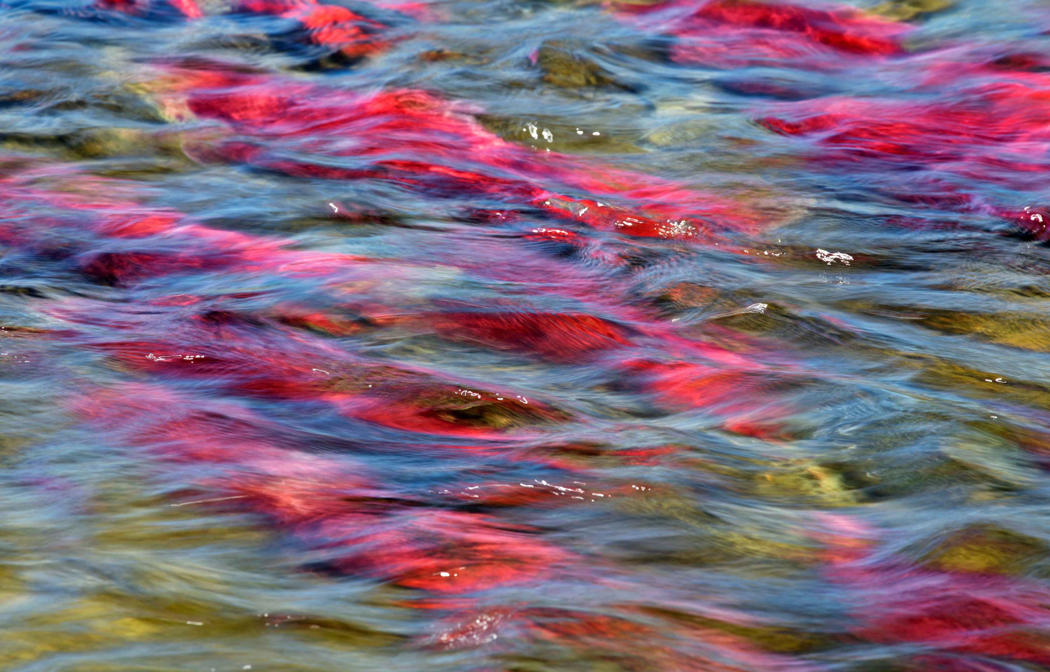 sockeye salmon illiamna