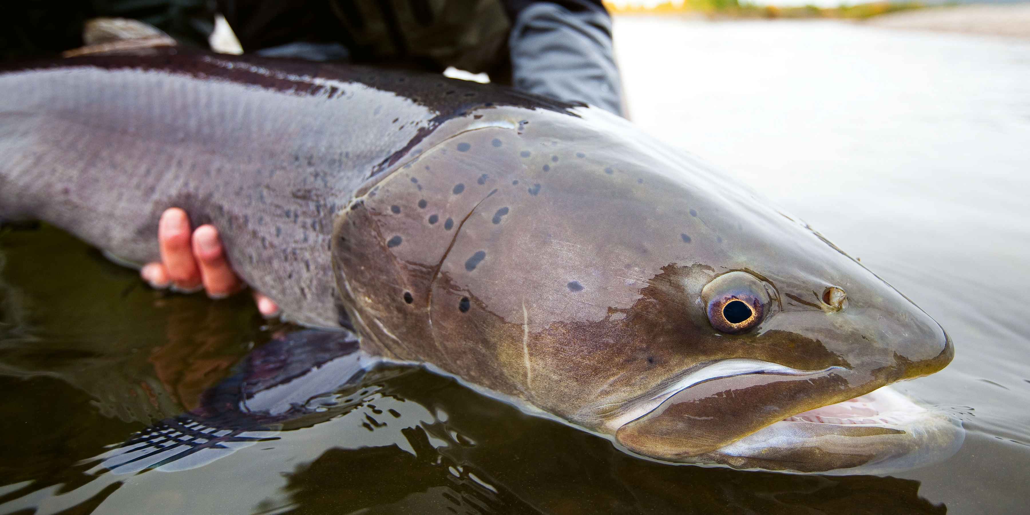 matt harris - fish of a lifetime - taimen from mongolia