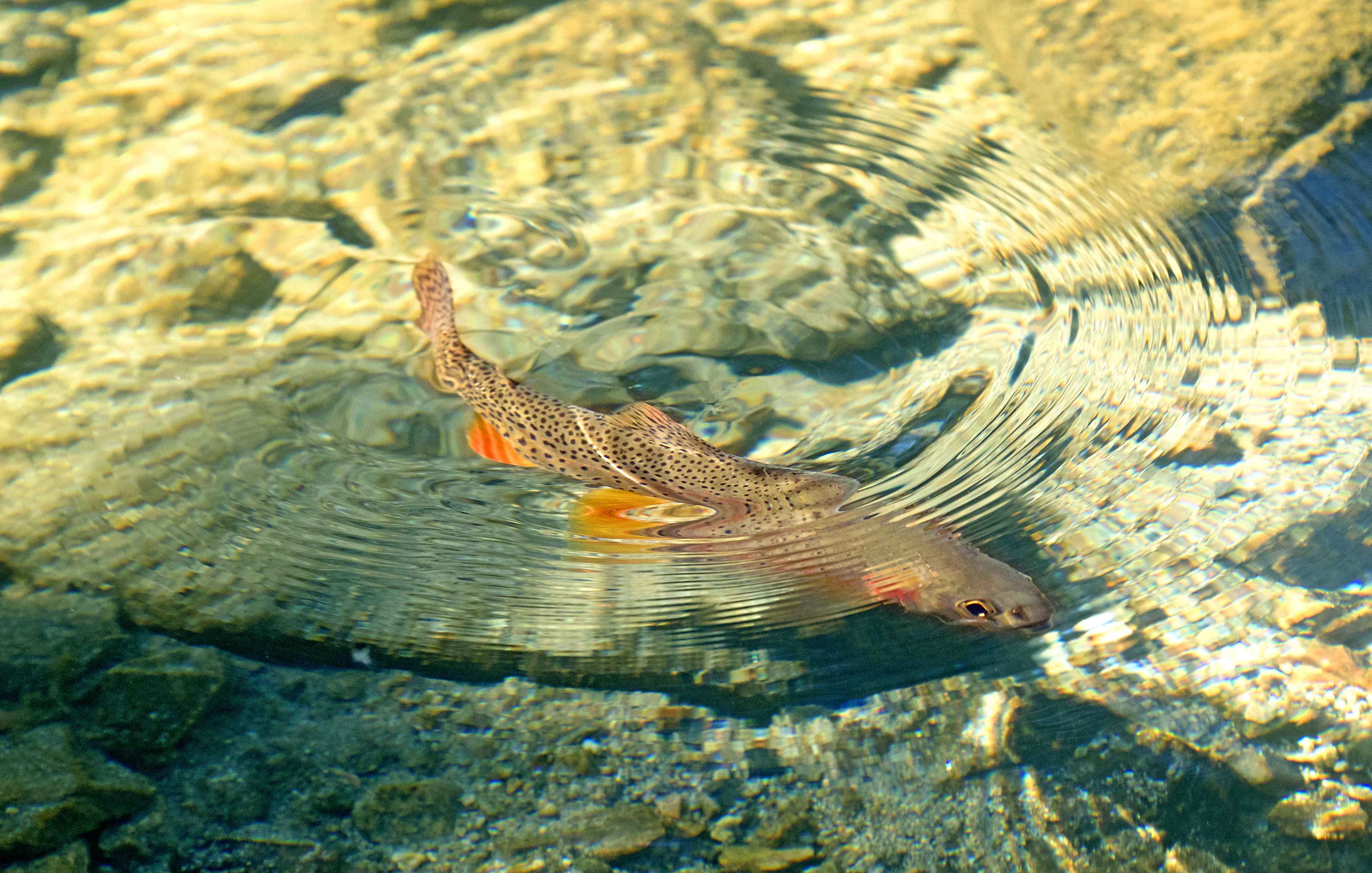Yellowstone cutthroat trout