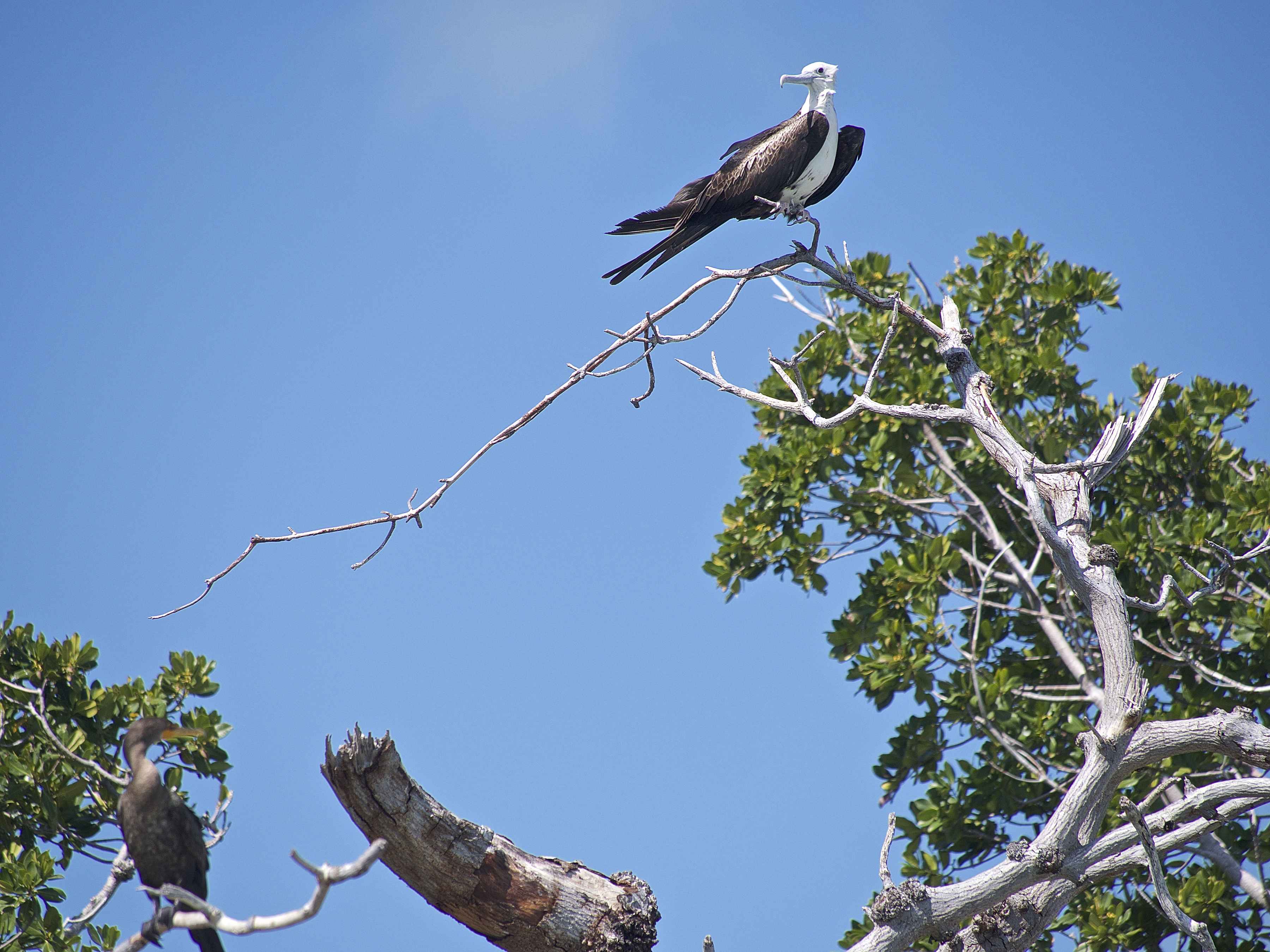 A magnificent frigatebird (photo: Johnny Carrol Sain). A magnificent frigatebird