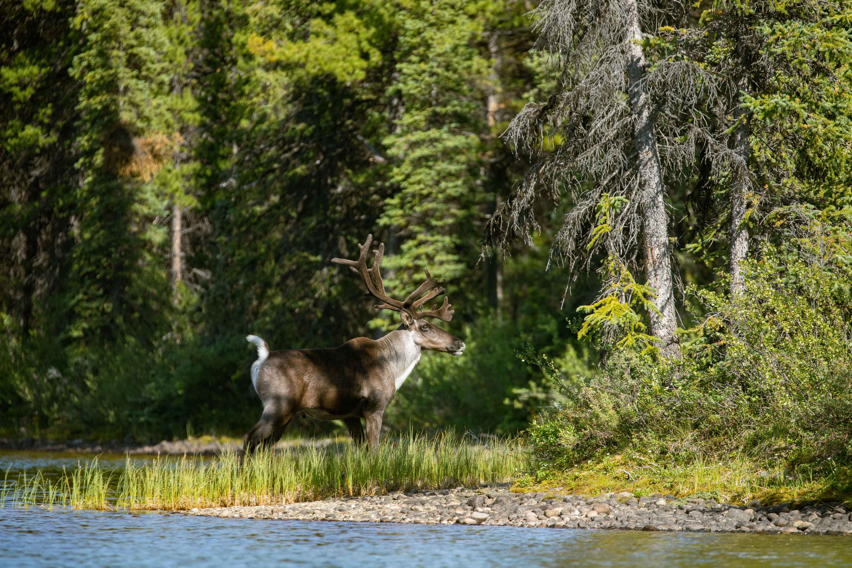 fly fishing canadian rockies - northern rockies adventures