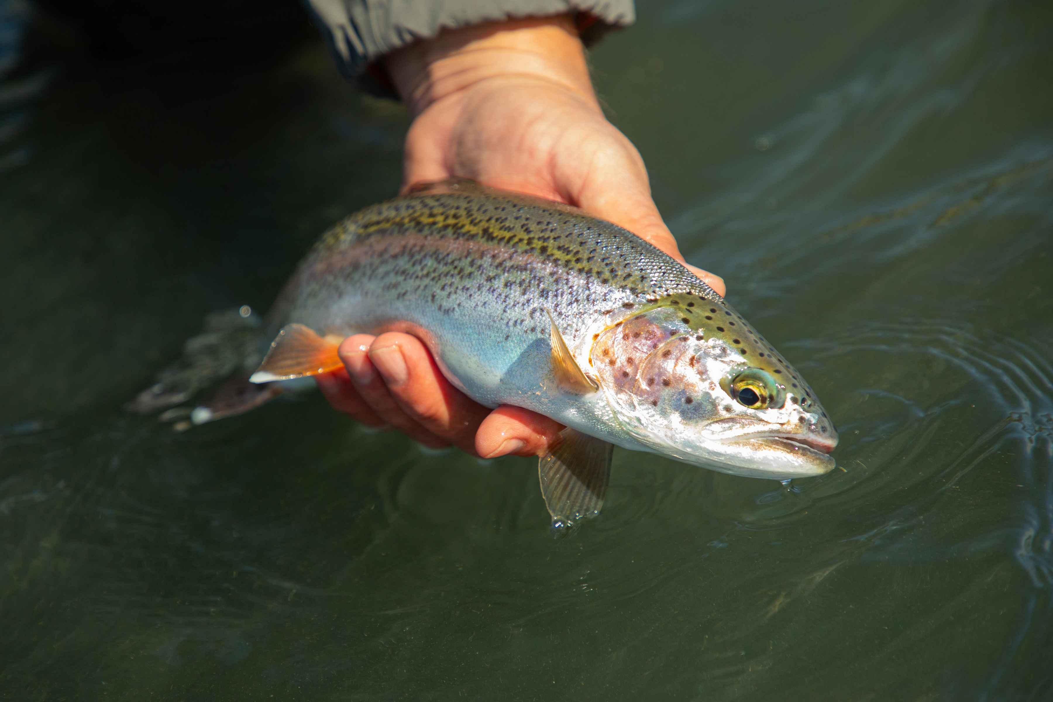 native yukon rainbow trout