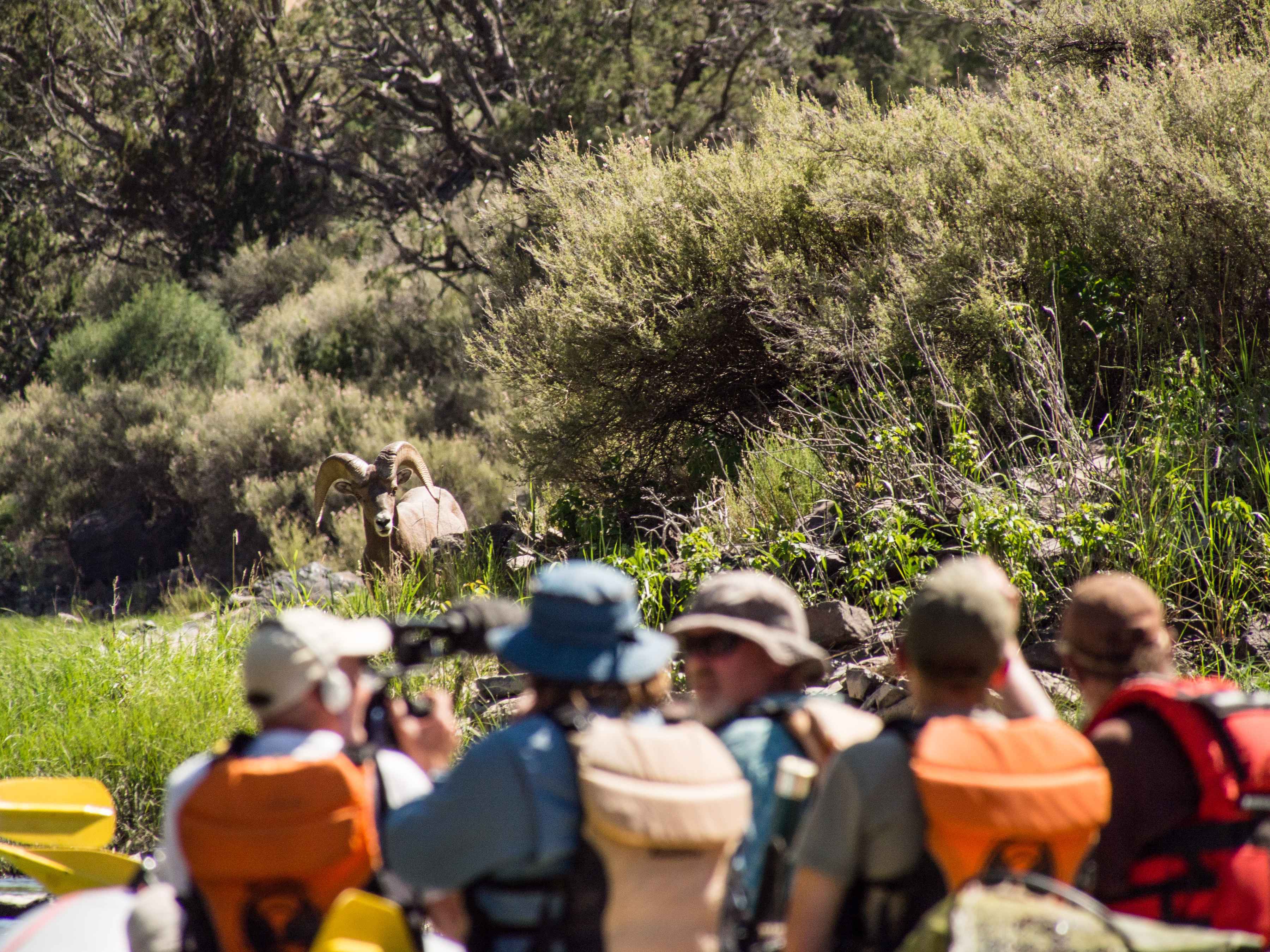 A bighorn ram on the banks of the Rio Grande (photo: Johnny Carrol Sain). Rio Grande Del Norte National Monument