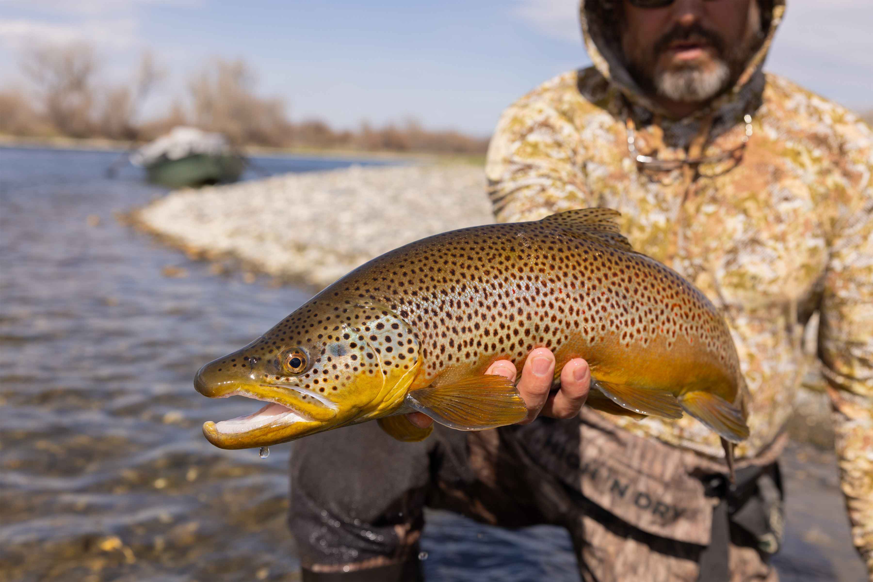 A springtime brown trout from the Bighorn River near Hardin Montana