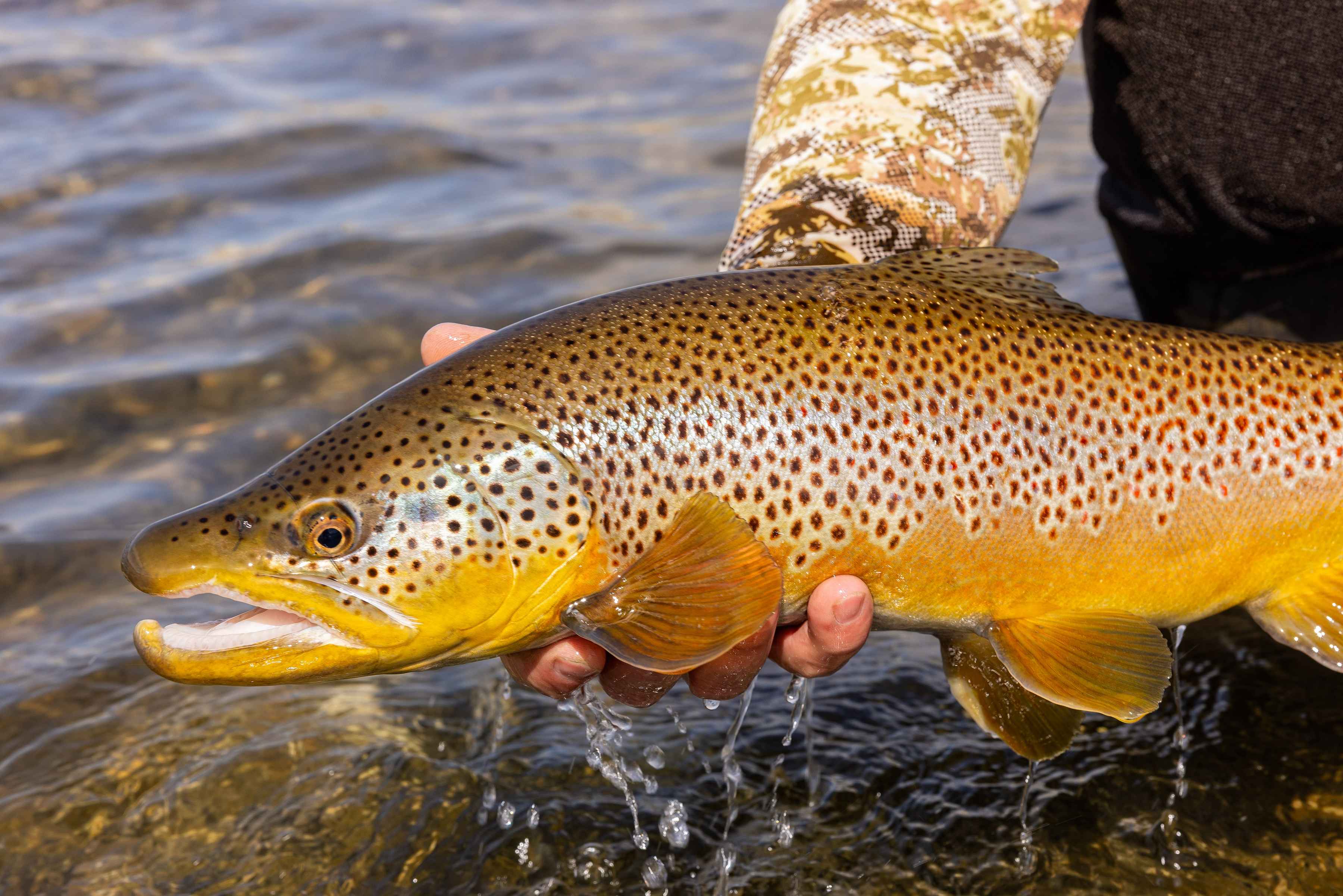 Photo: Earl Harper. bighorn river brown trout