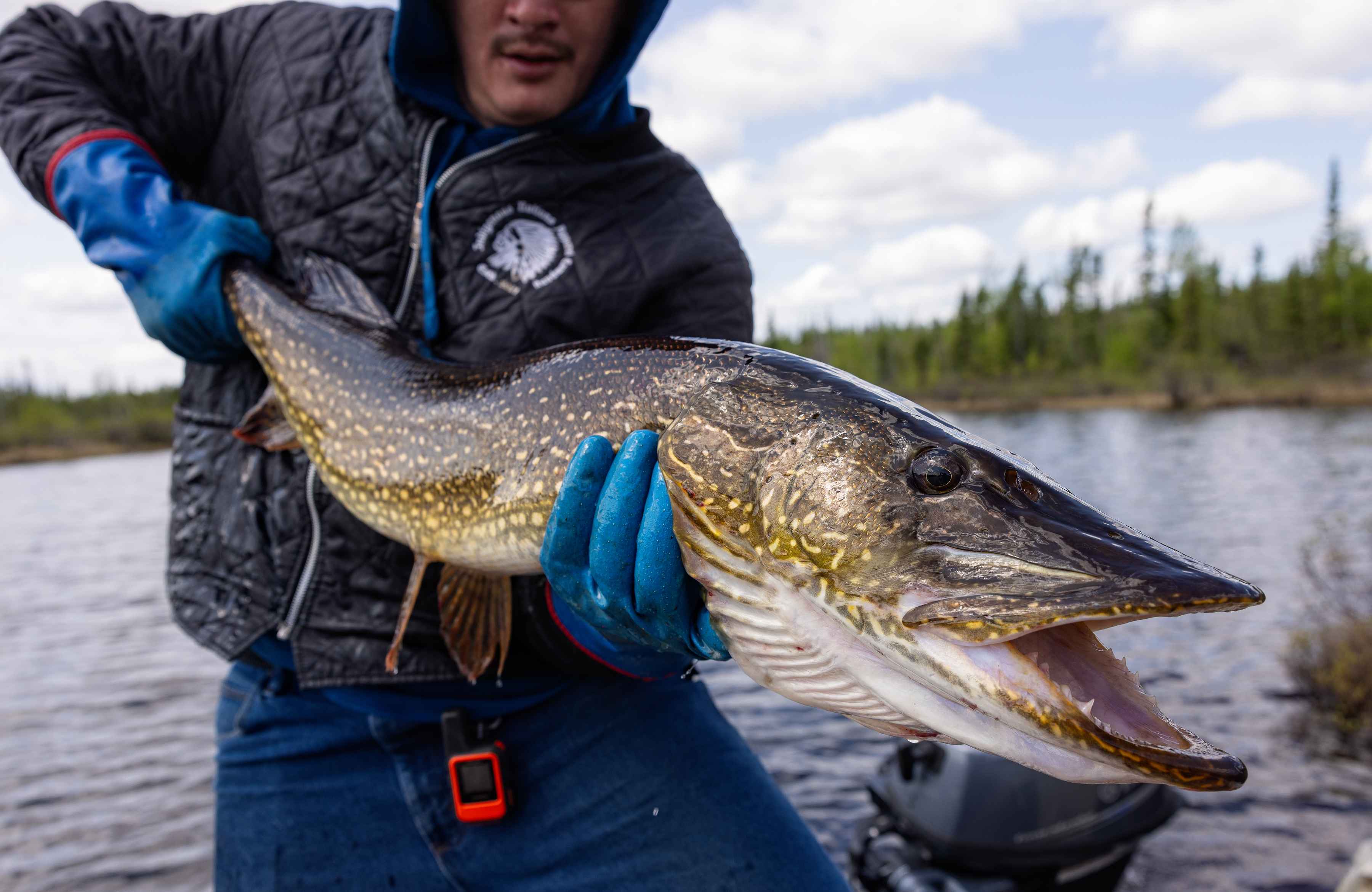 A Manitoba pike (photo: Earl Harper). pike fly fishing